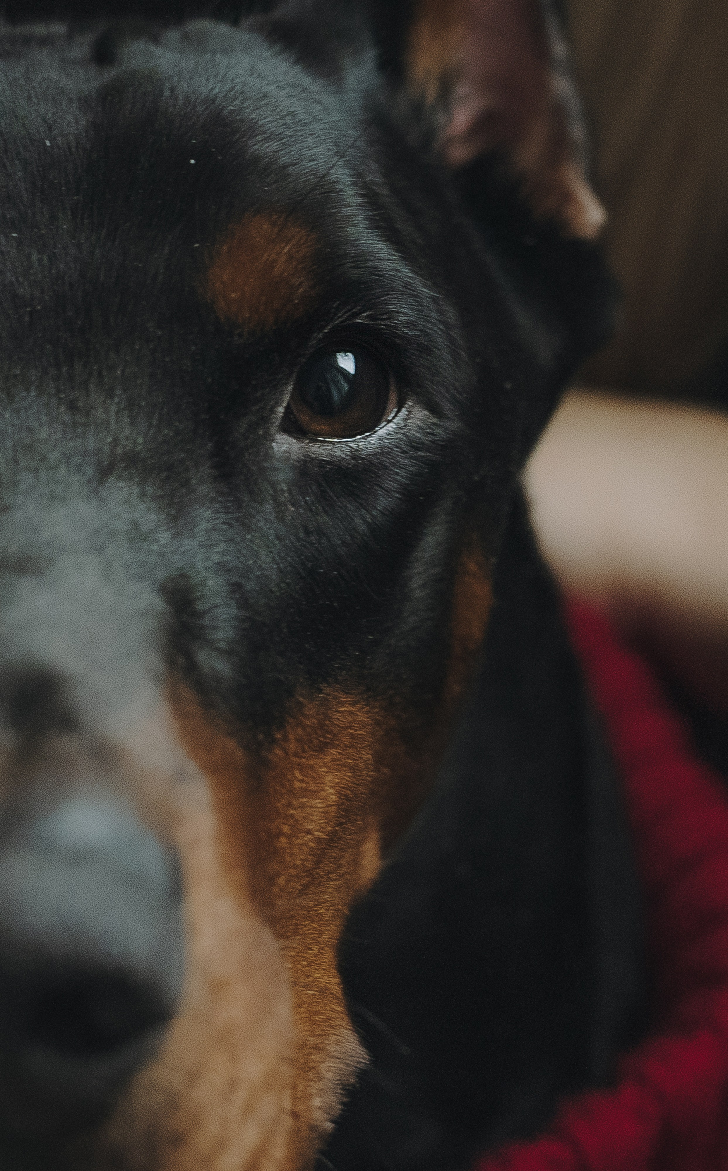 Саша и Асти. Фотограф анималист в Москве и Санкт-Петербурге Свиридова Анна