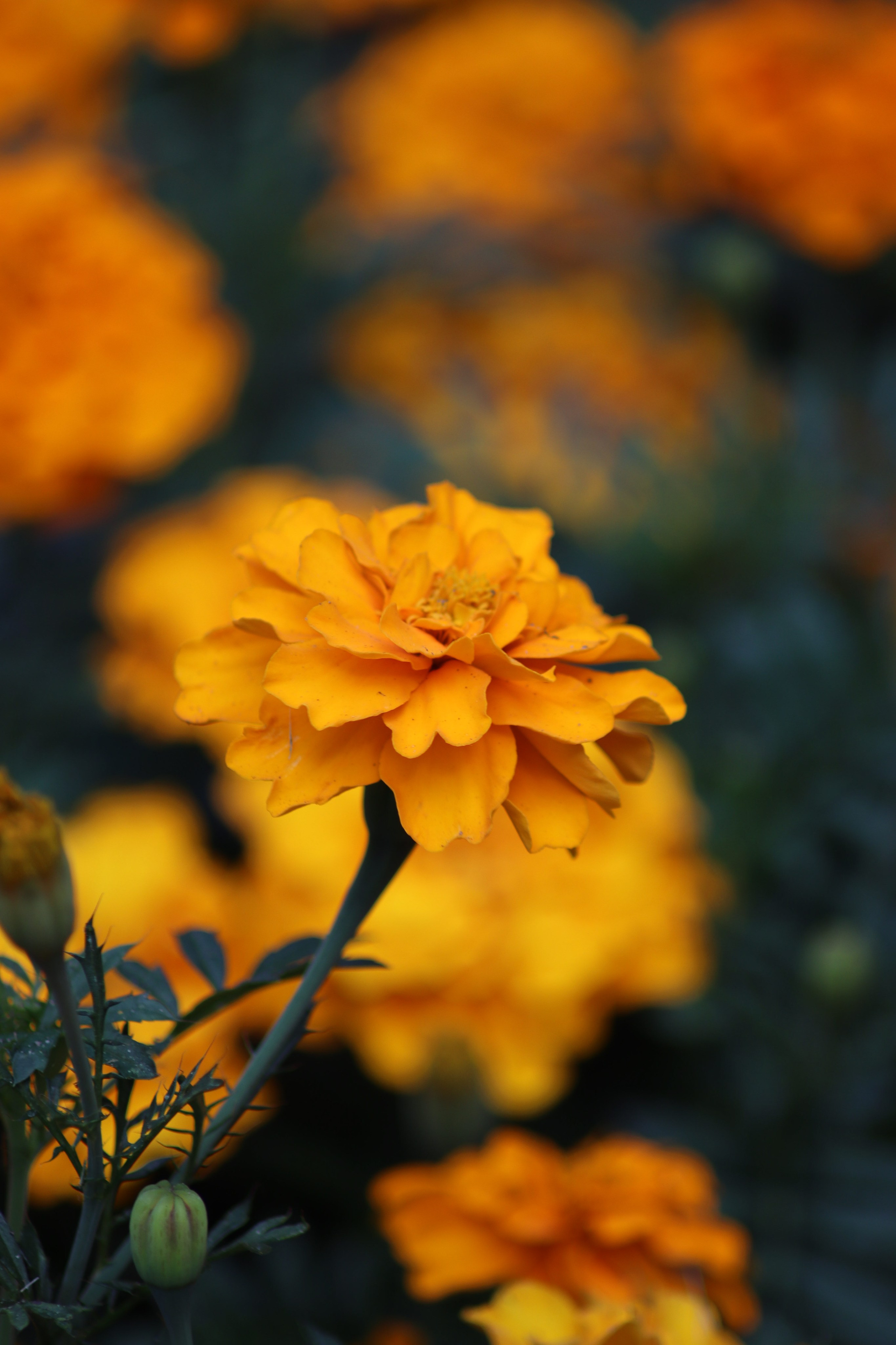 Р А С Т Е Н И Я. — Digital Noise —