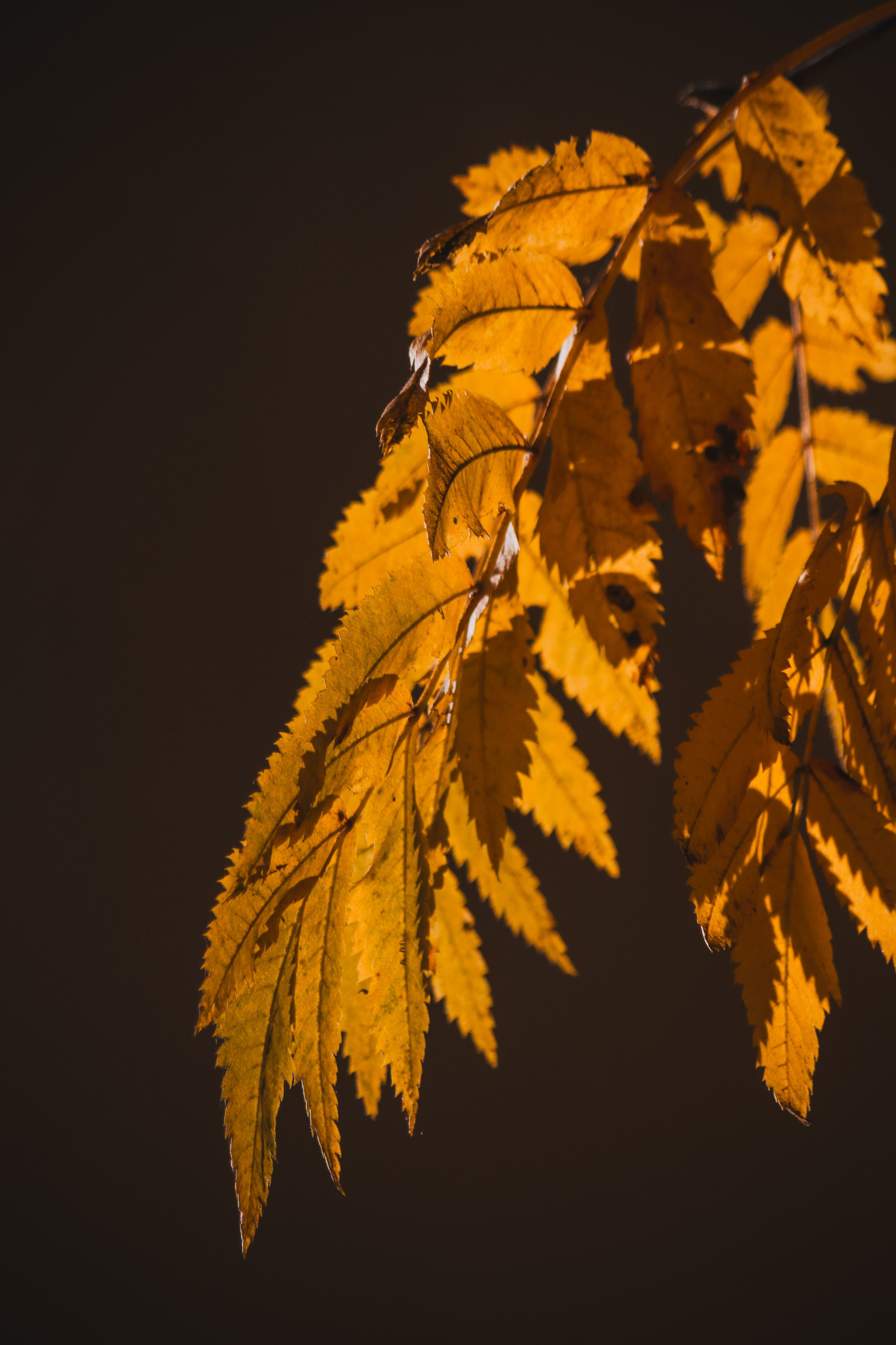 Ж Е Л Т Ы Й. — Digital Noise —