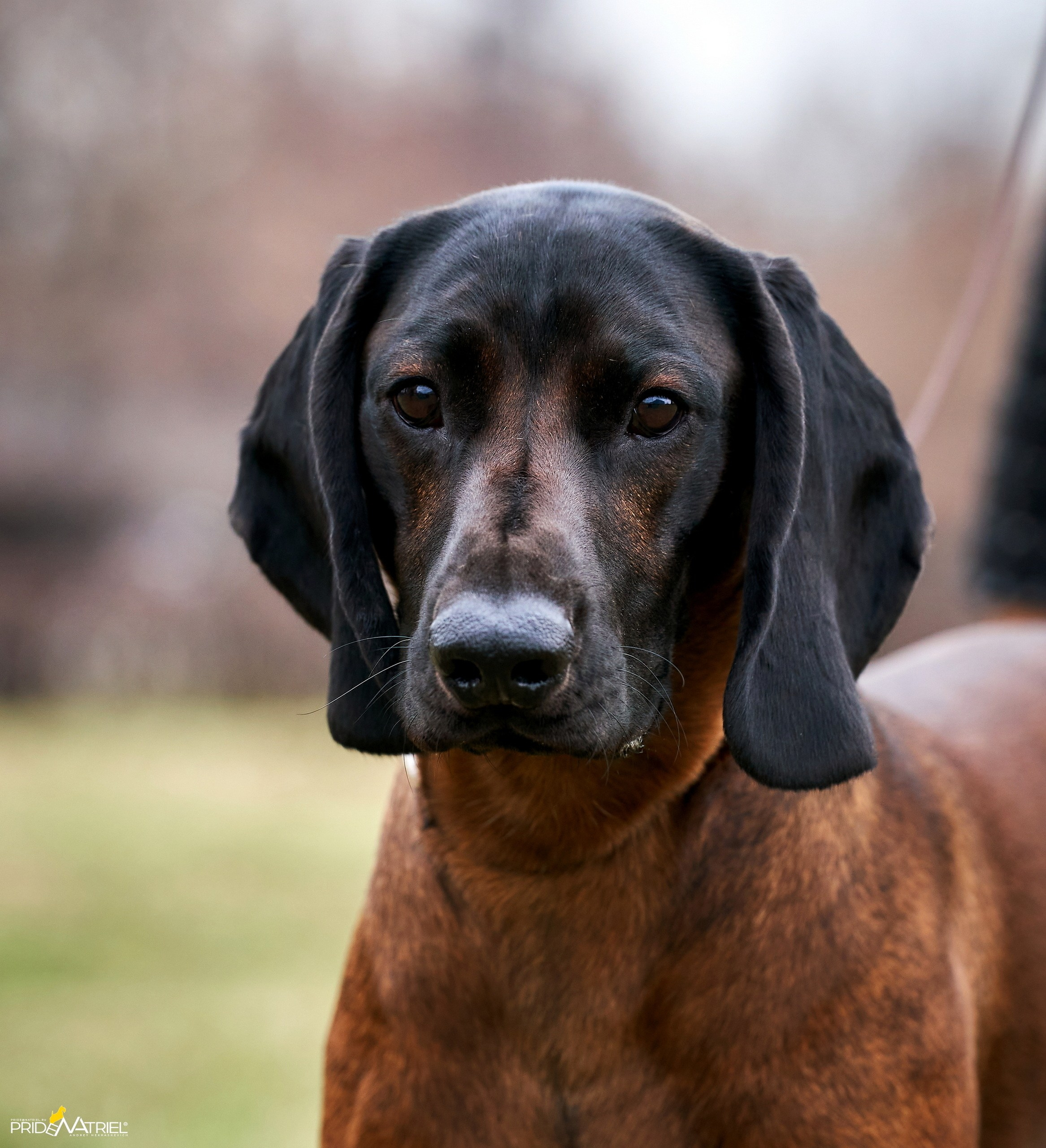 Портреты собак — галерея NATRIEL