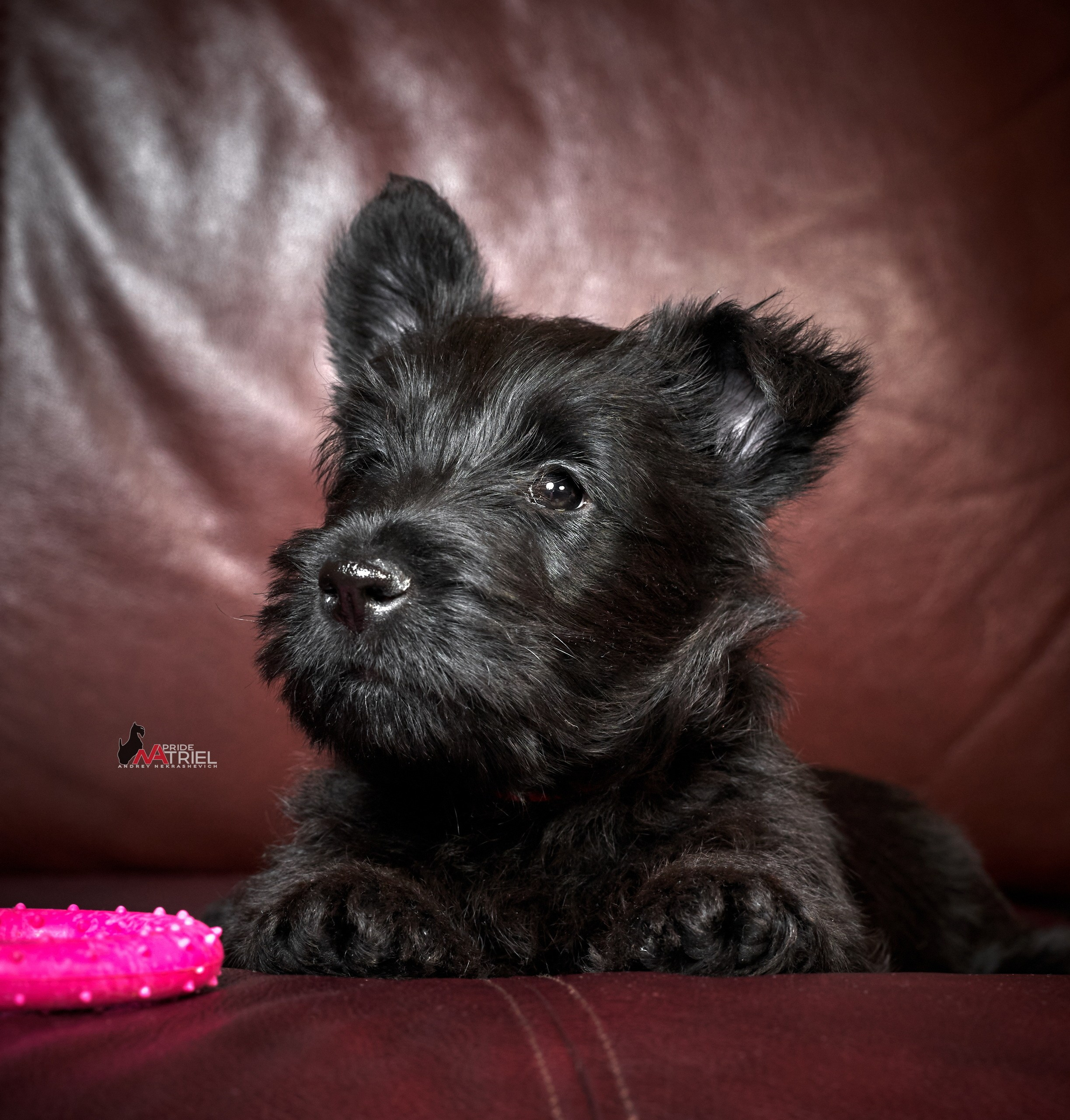 Щенки дома — галерея NATRIEL