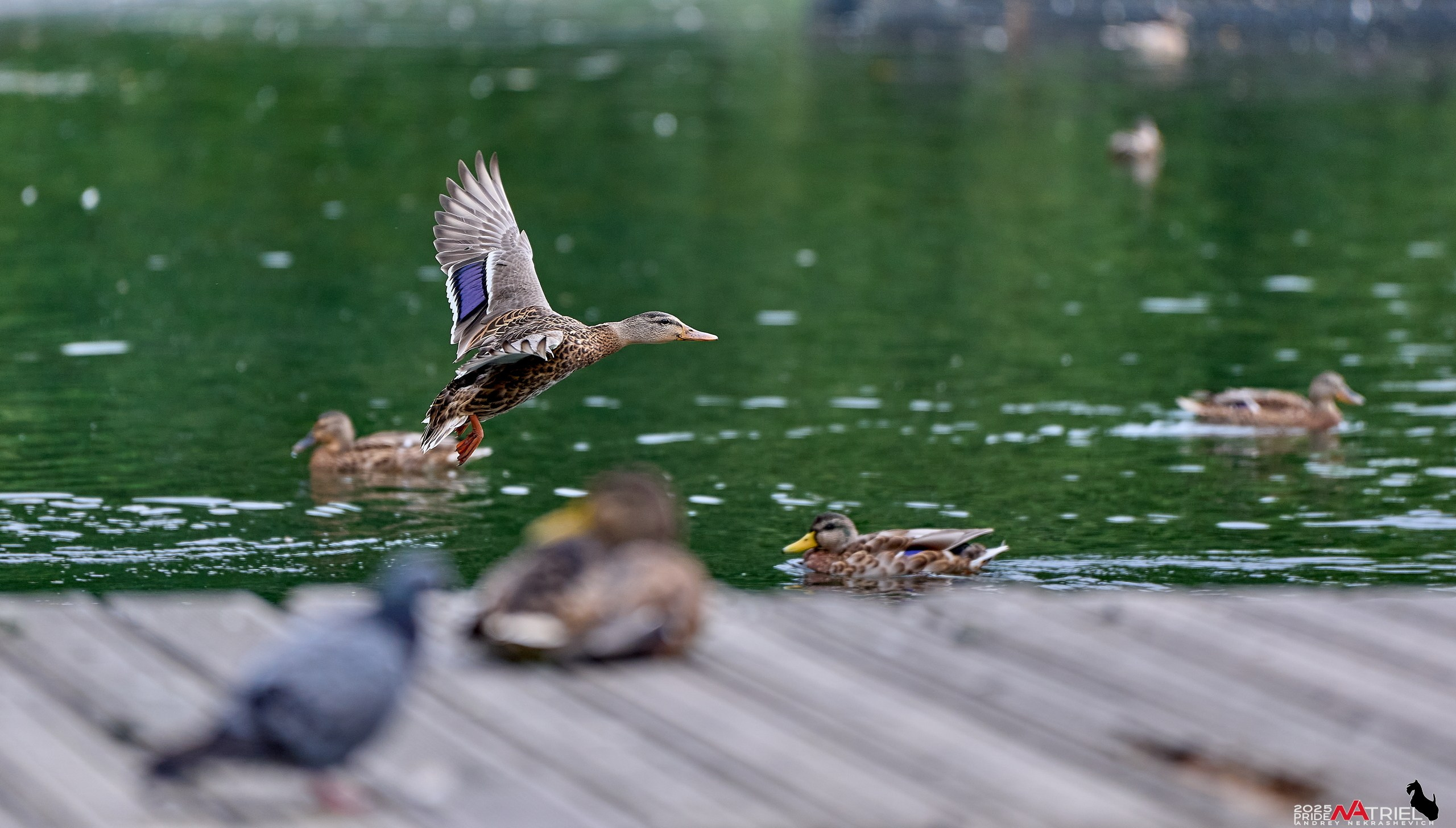 Утки на пруду