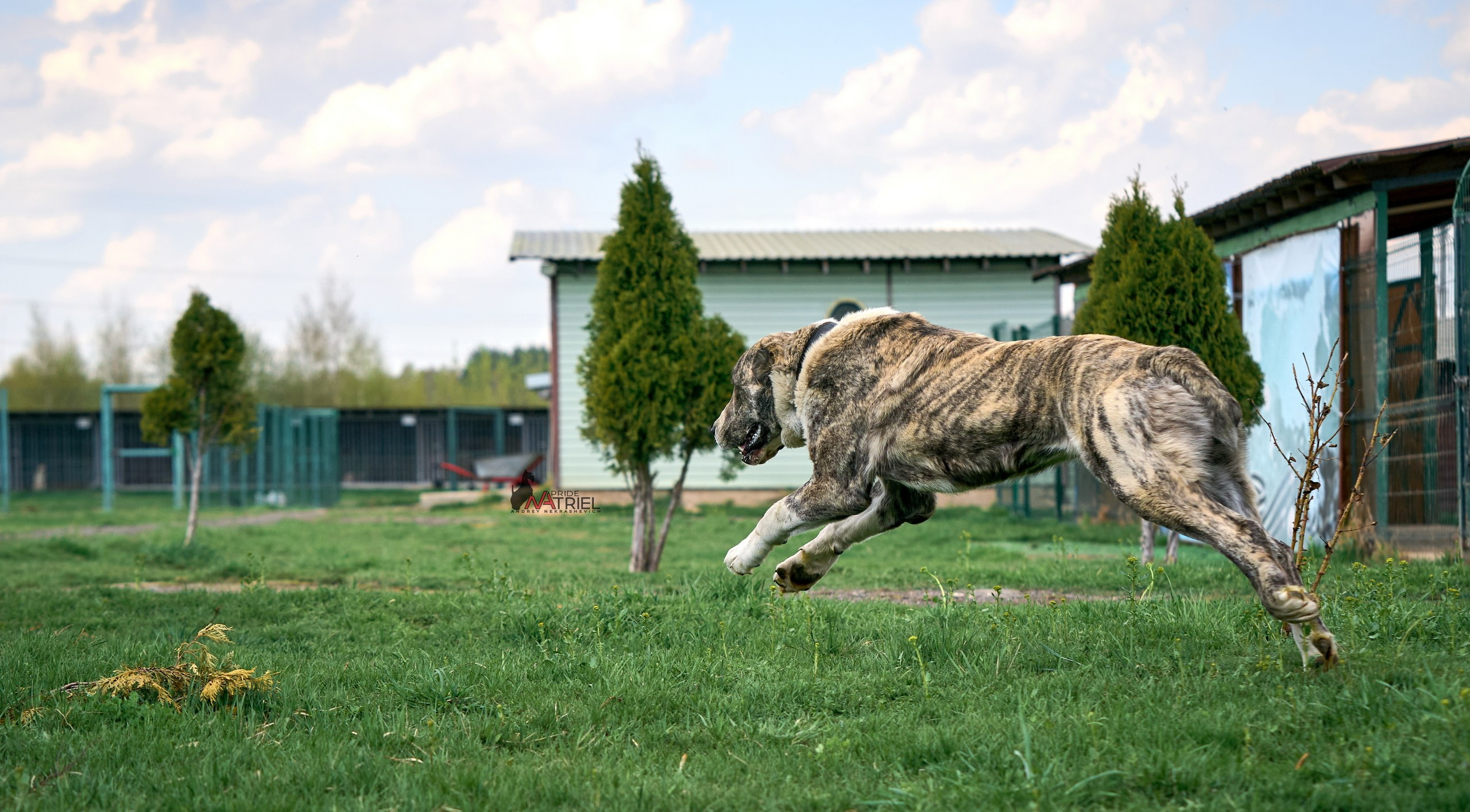 Среднеазиаты — щенки и взрослые