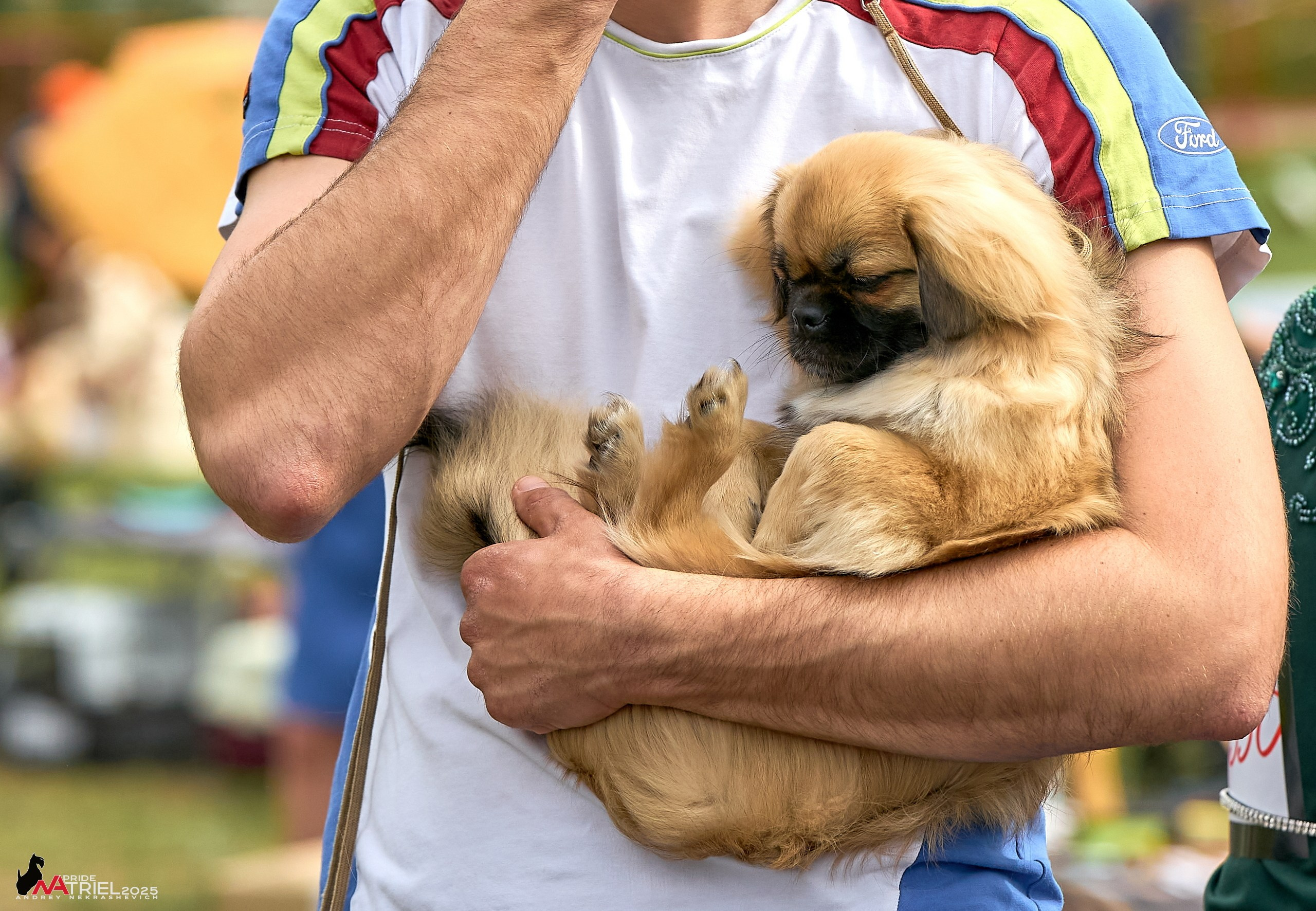 Выставка собак Суздаль-Владимир