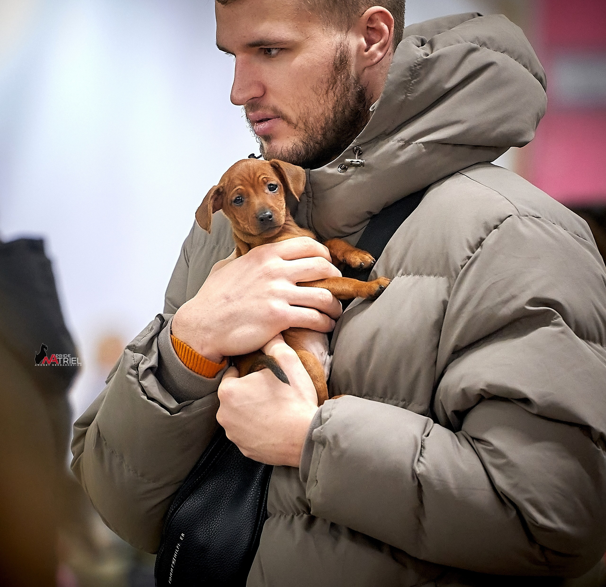 Собаки и Люди — галерея NATRIEL