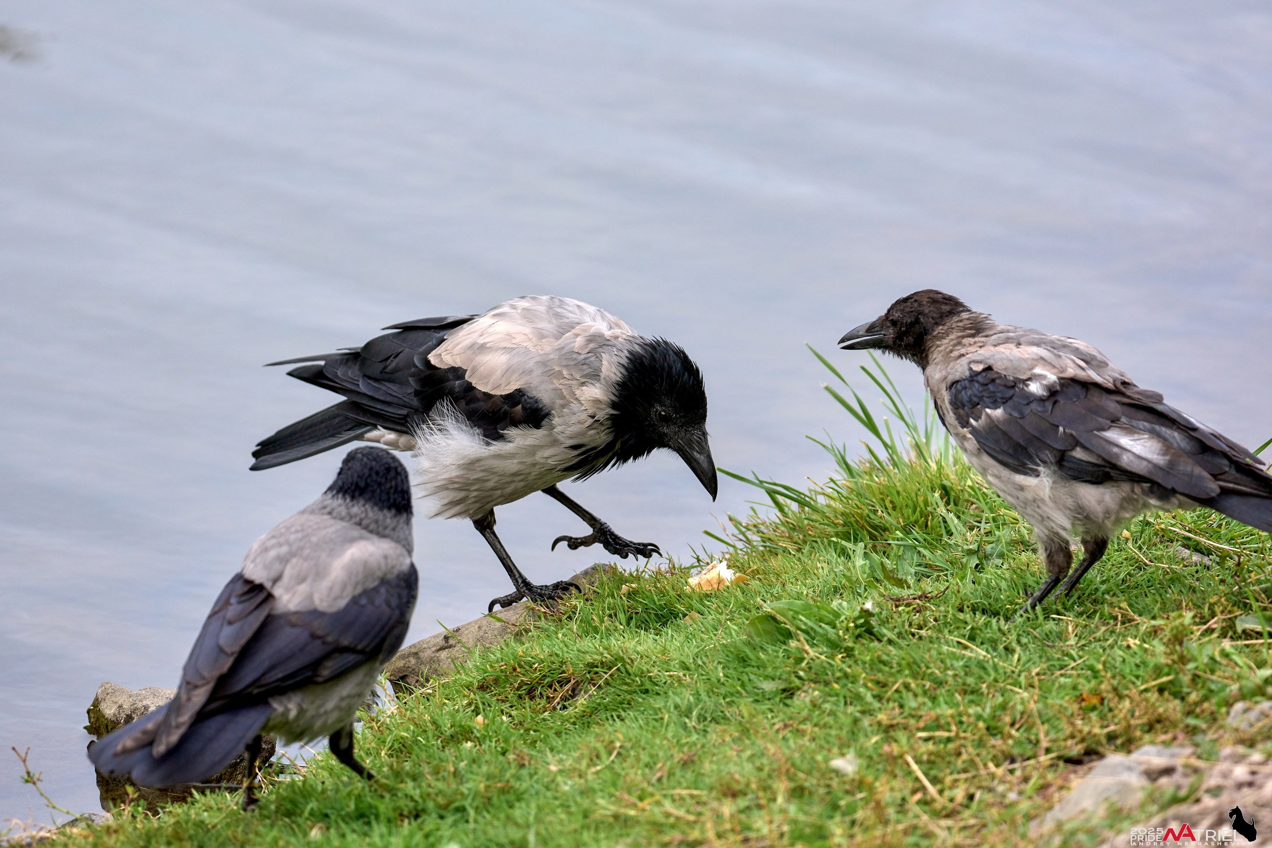 Съемка с объективом Sony 200-600 на камеру Sony A1m2