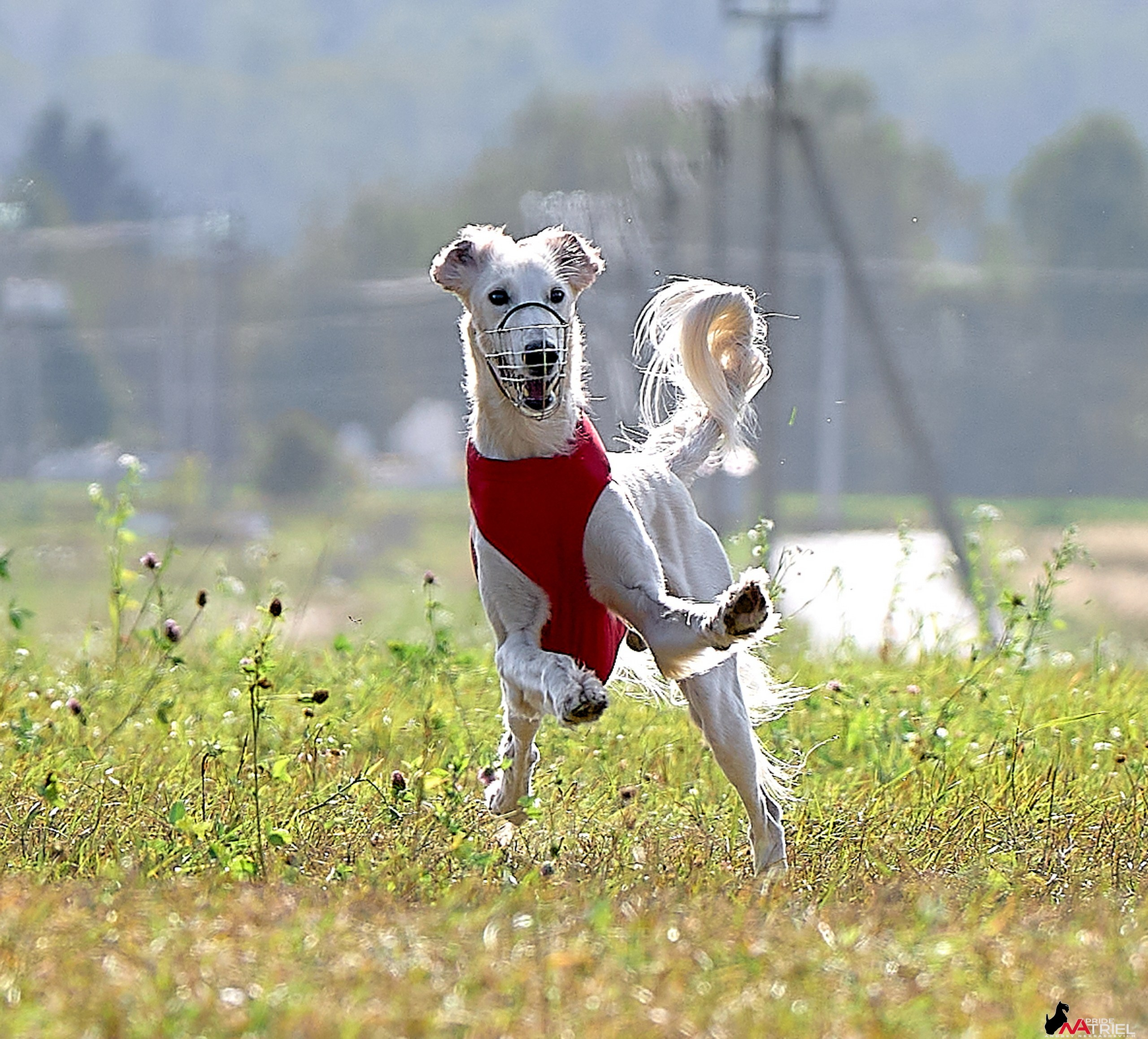 Съемка курсинг — галерея NATRIEL