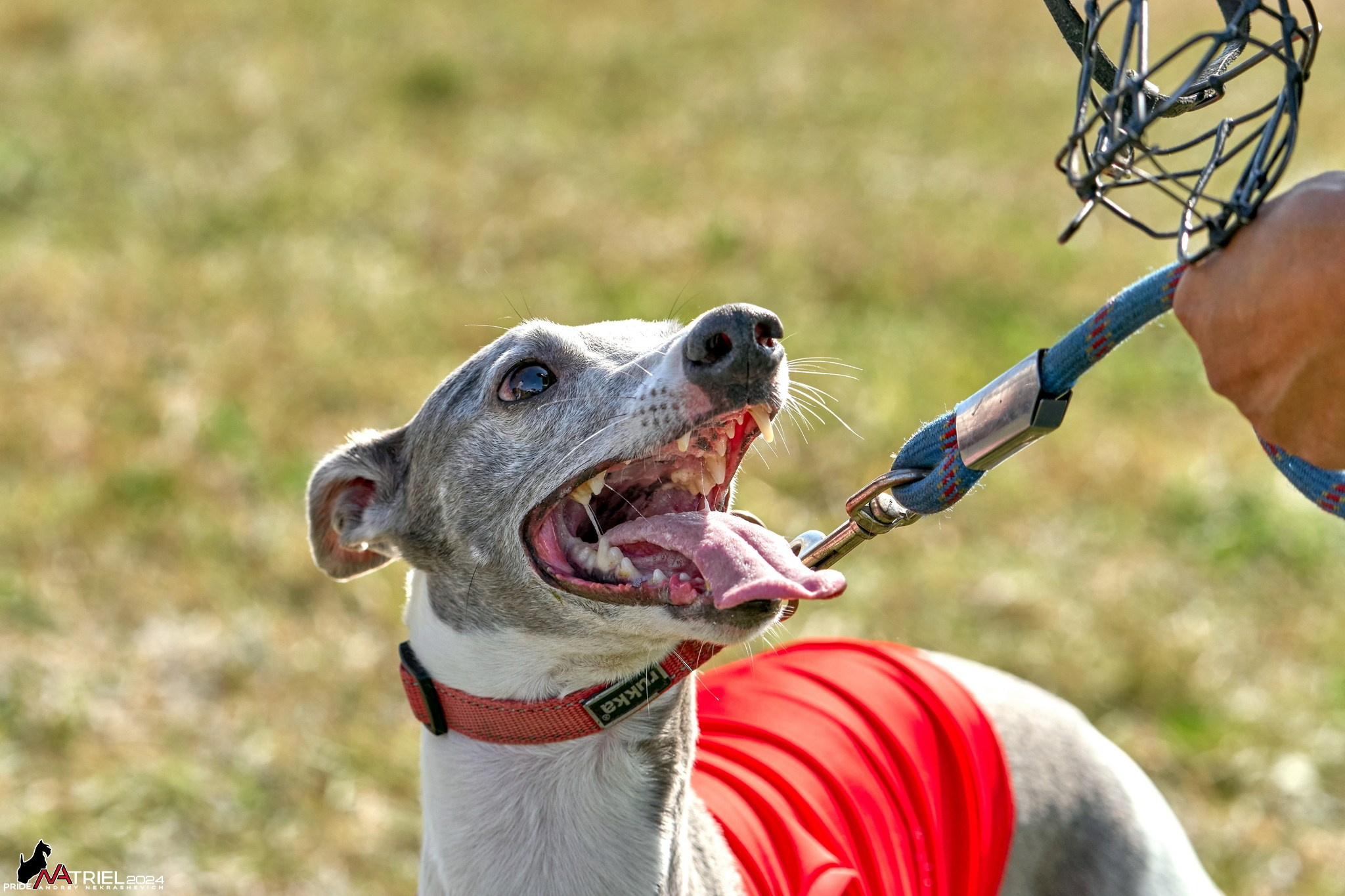 Курсинг в Иволге