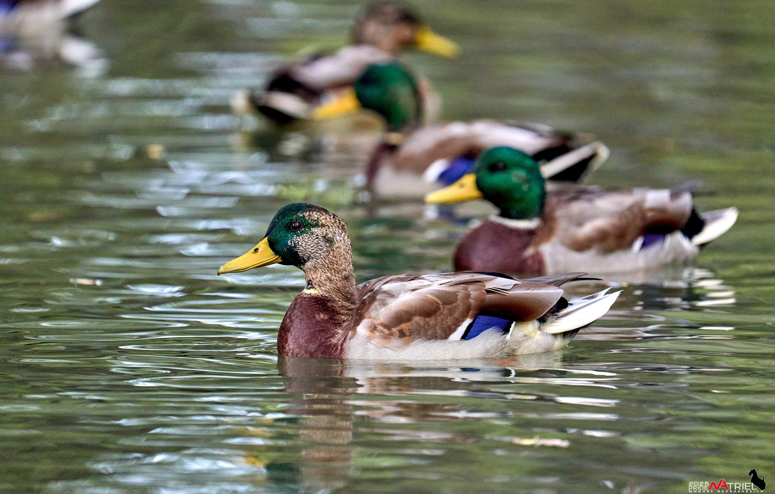 Съемка с объективом Sony 200-600 на камеру Sony A1m2