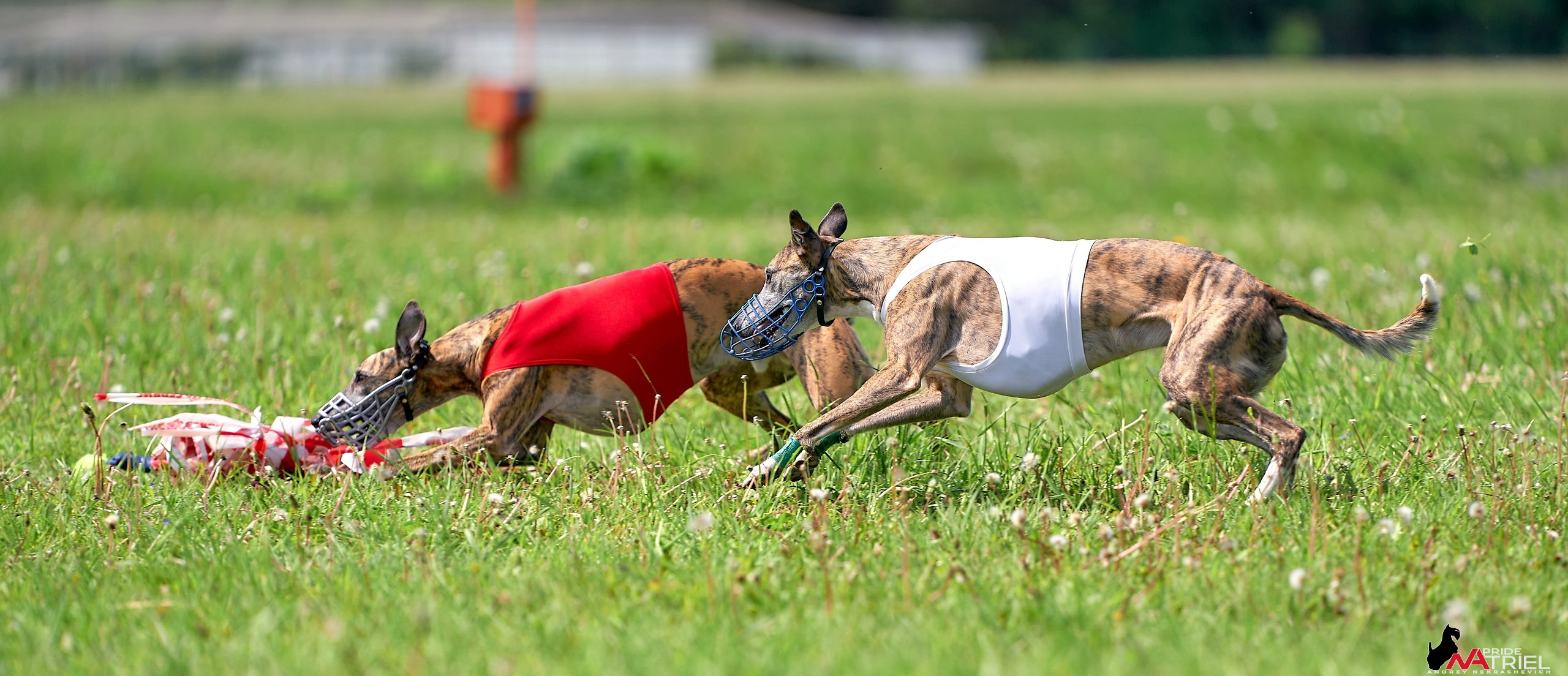 Съемка курсинг — галерея NATRIEL