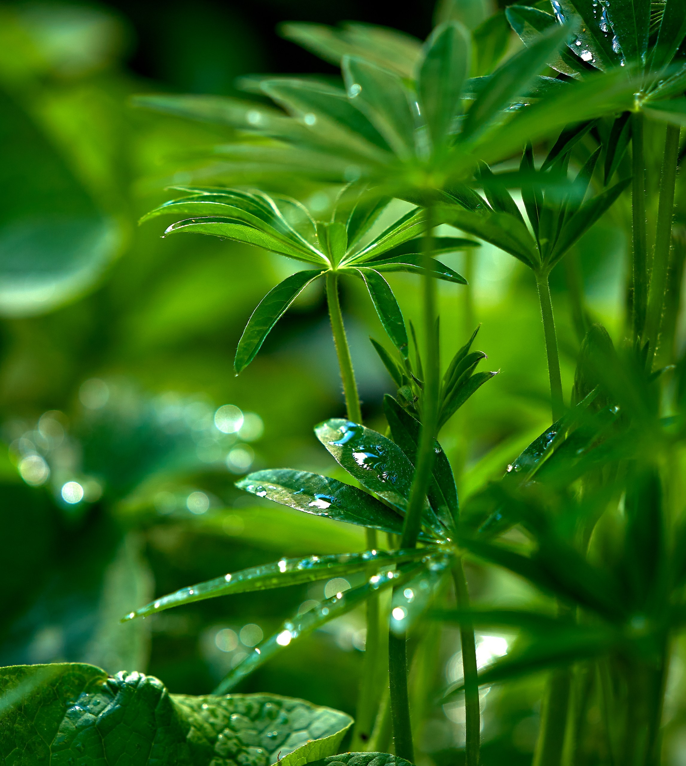 Лютики-цветочки — галерея NATRIEL