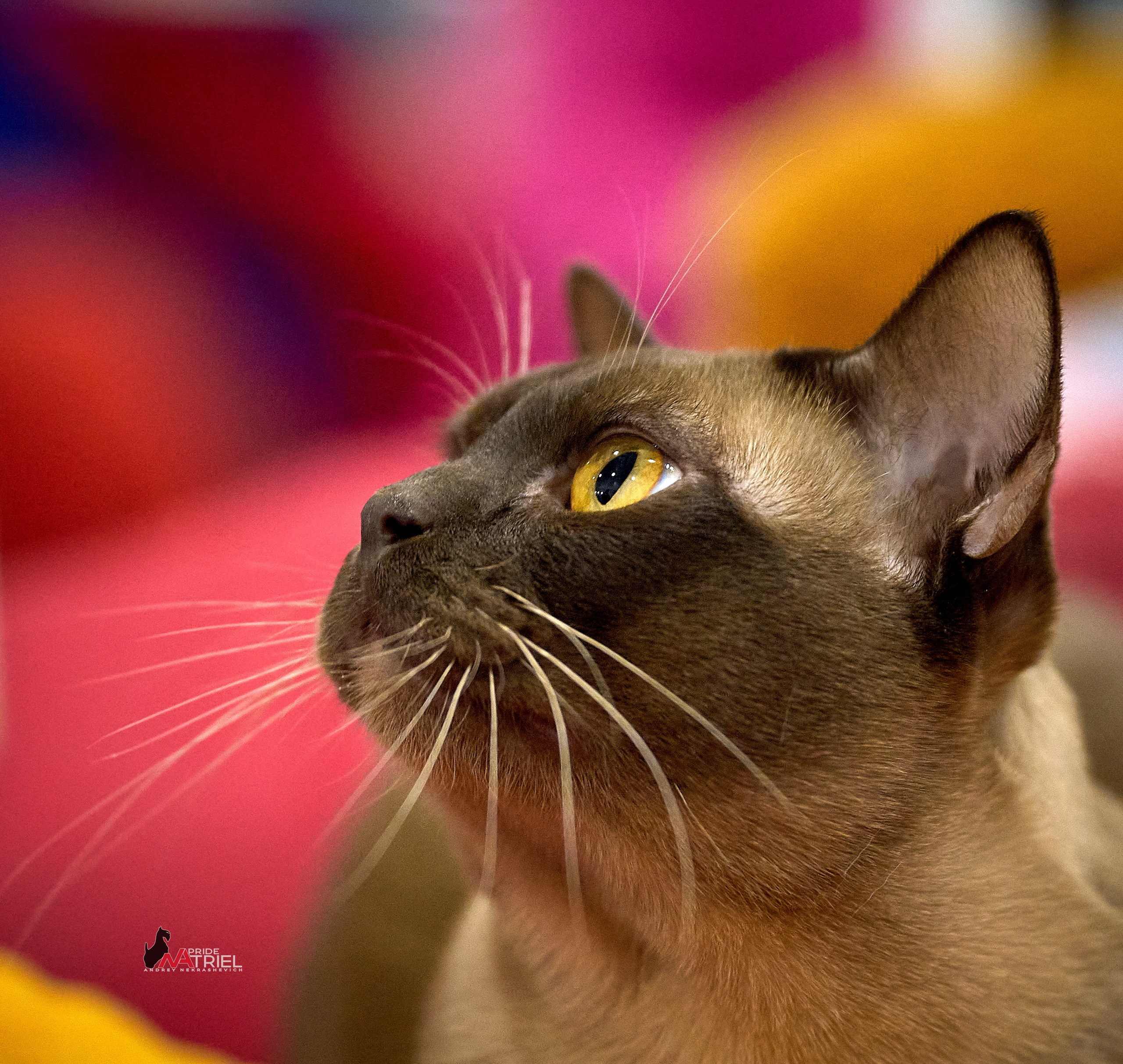 Кошки на выставках — галерея NATRIEL