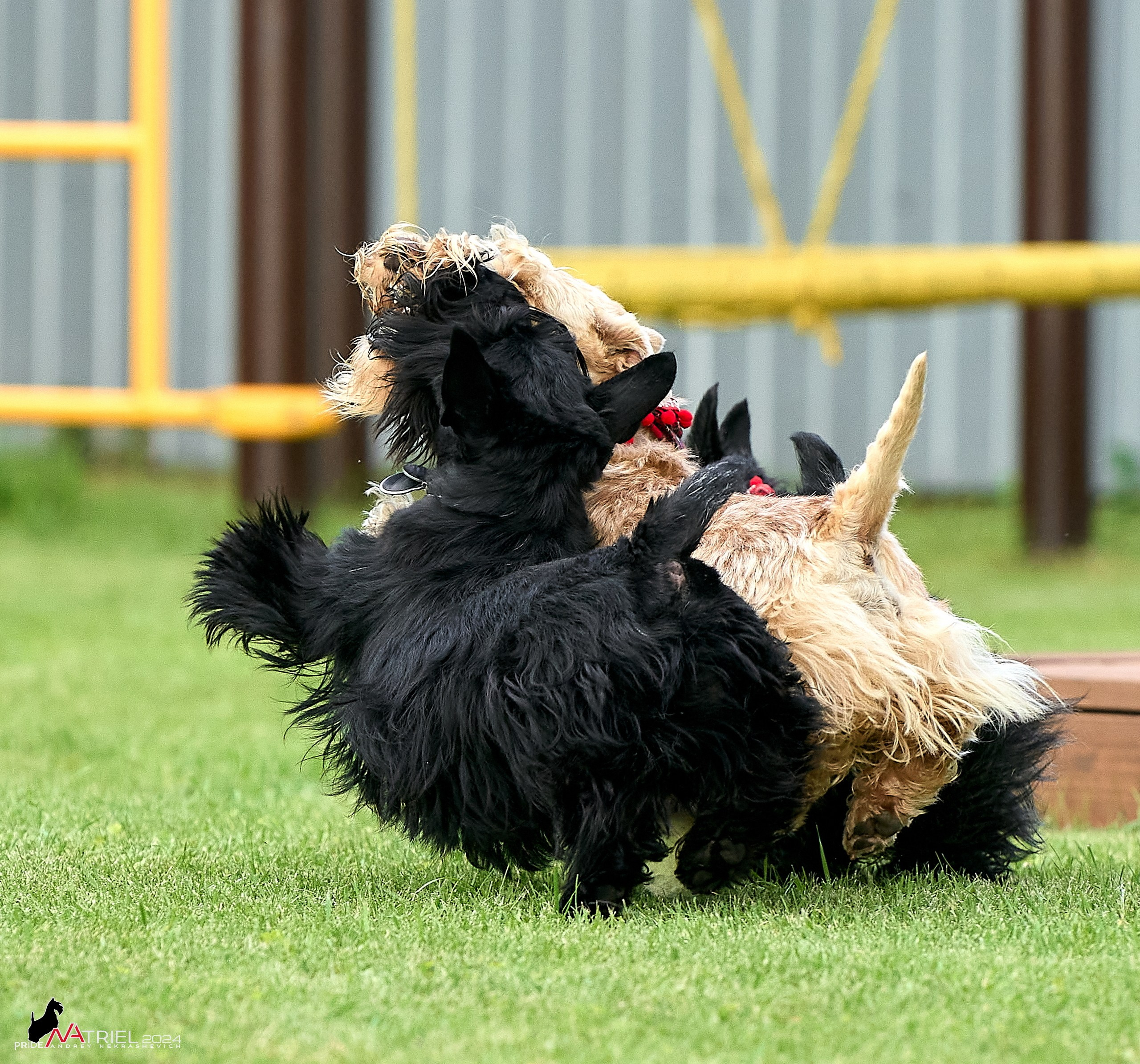 Скотчесемья «ИмпериалИти»