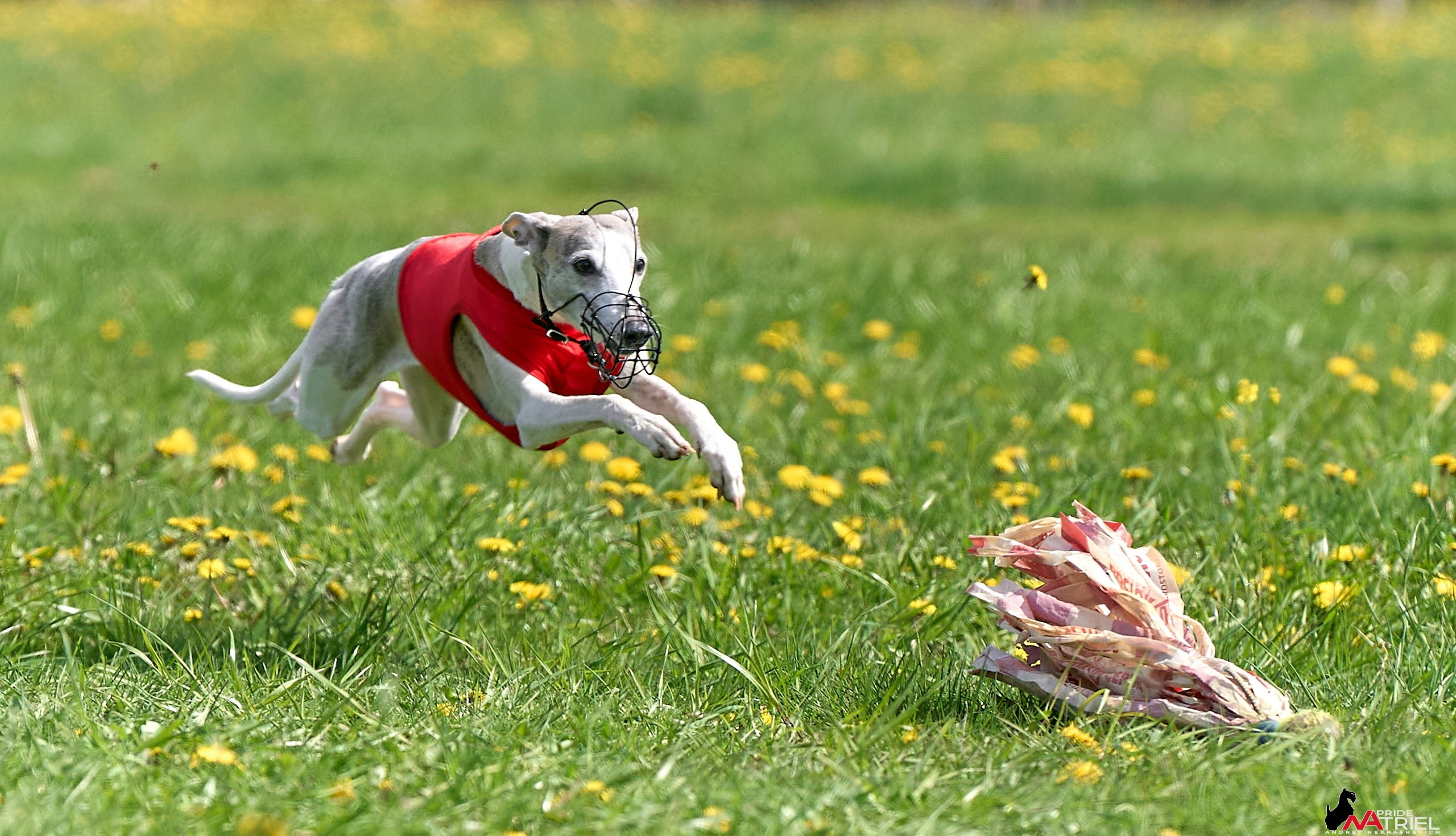 Съемка курсинг — галерея NATRIEL