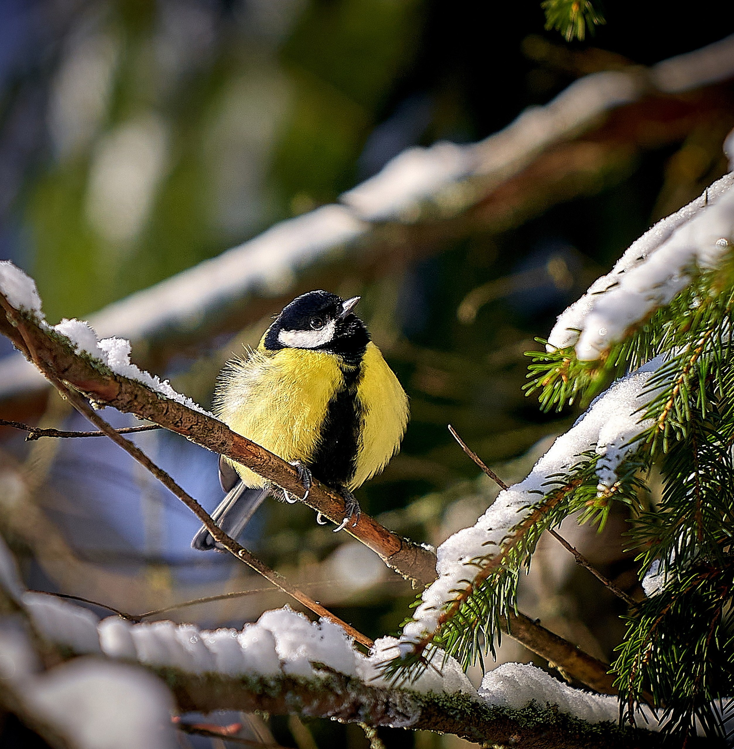 Фото птиц — галерея NATRIEL