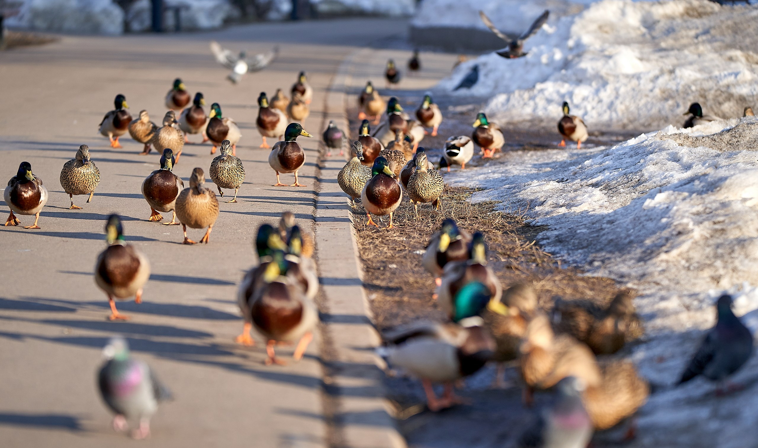 Фото птиц — галерея NATRIEL