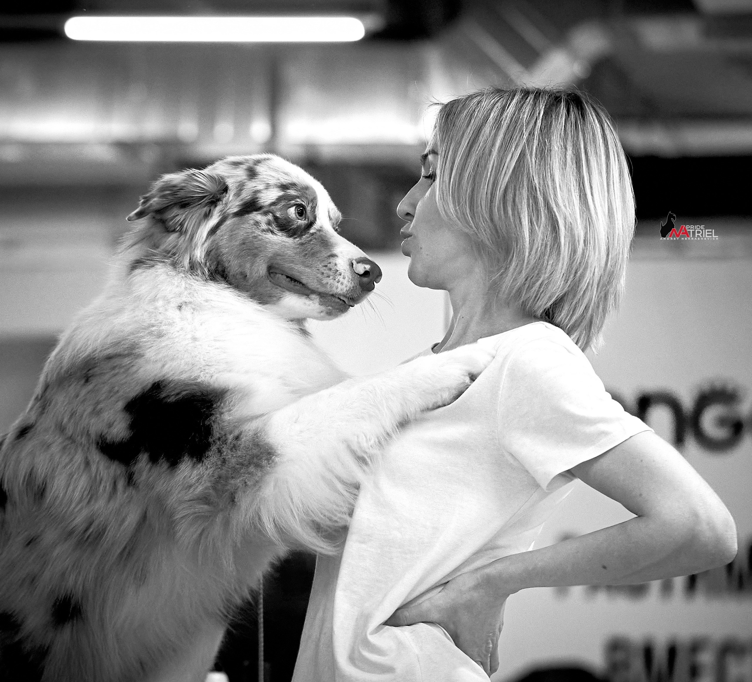 Собаки и Люди — галерея NATRIEL