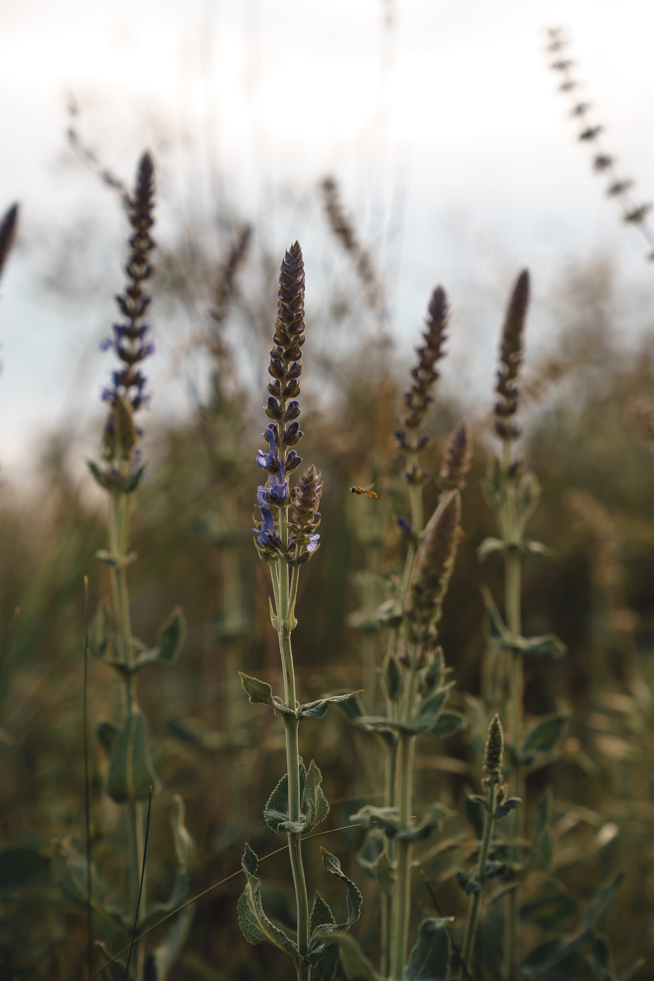 Алиса и Фантом. Свадебный и репортажный фотограф Ростов-на-Дону Алексей Гуль