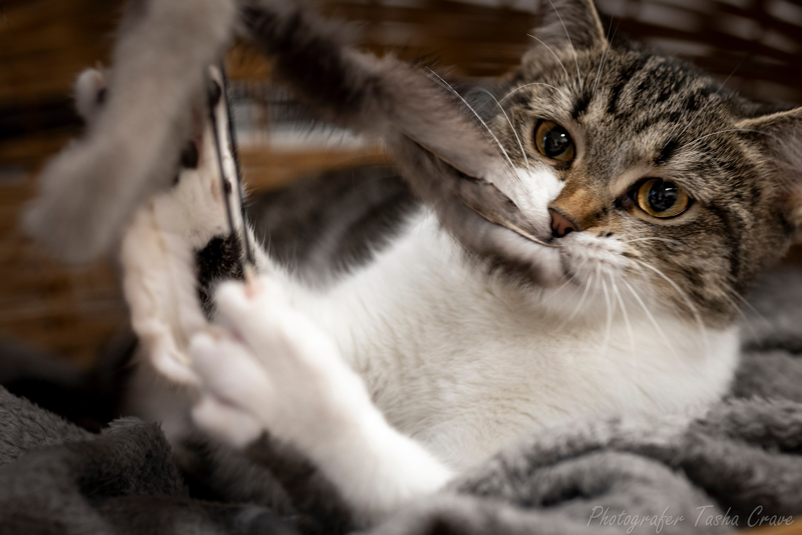 Приют для котиков "Убежище". Фотограф анималист в Санкт-Петербурге Таша Крейв