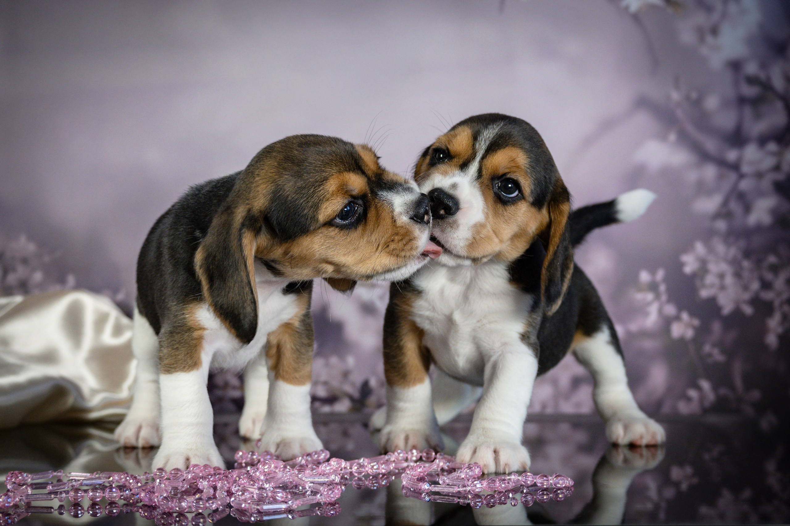 Фотограф анималист в Санкт-Петербурге Таша Крейв