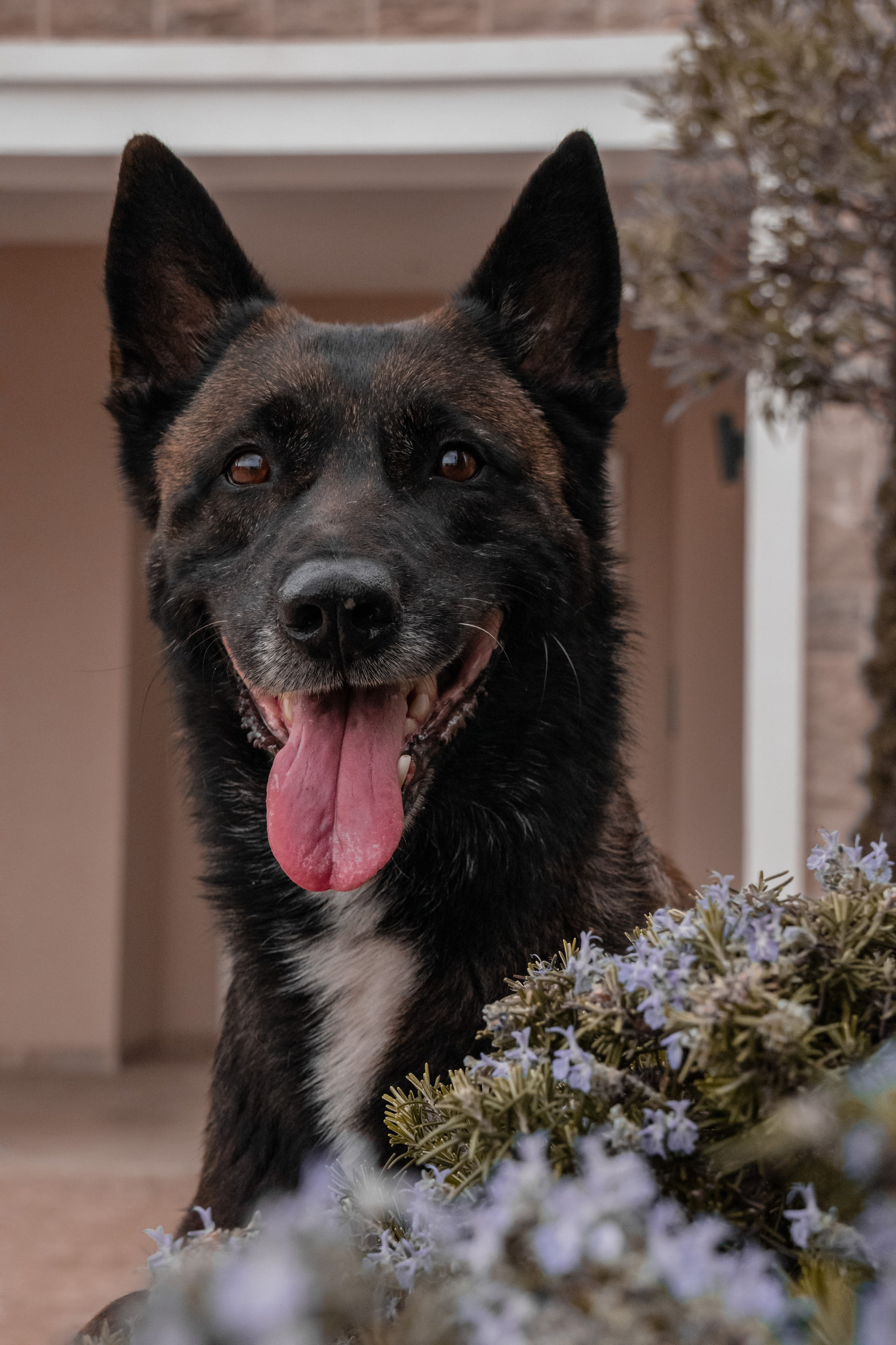 Photoshoot with a dog in Montenegro. Portrait photographer in Tivat Montenegro Katerina Kirsanova