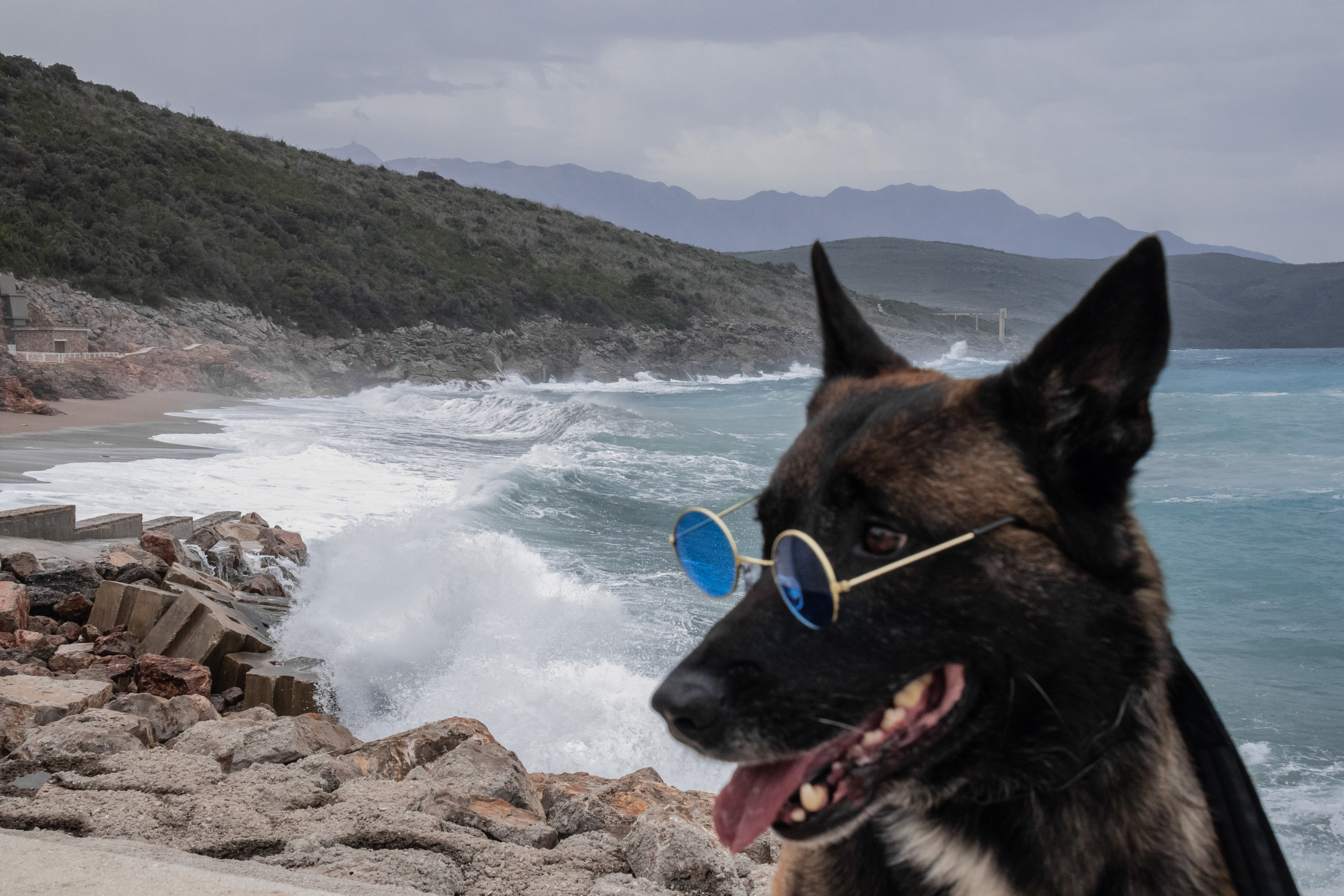 Photoshoot with a dog in Montenegro. Portrait photographer in Tivat Montenegro Katerina Kirsanova