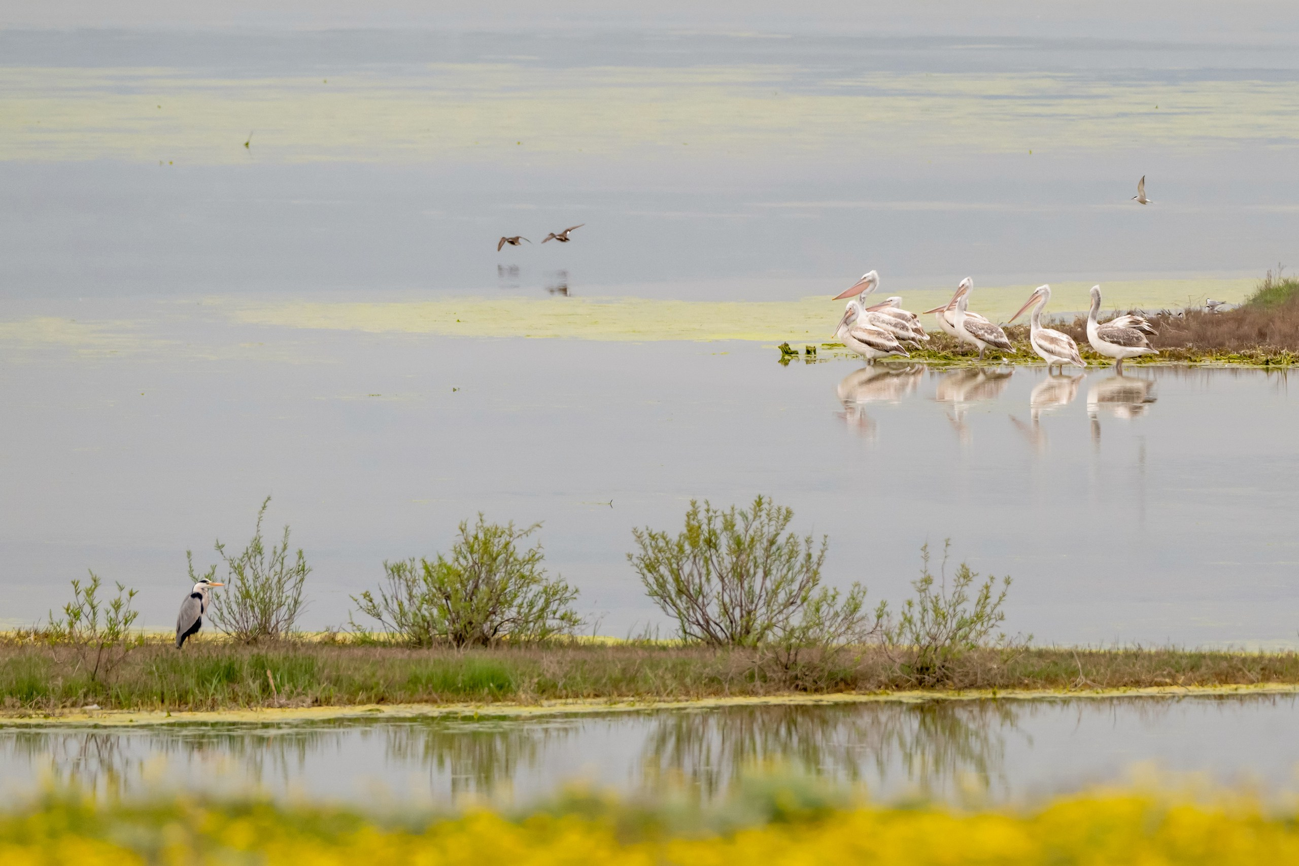 Пейзажный фотограф, Фотографии дикой природы. Foto-Zuev фотография как искусство