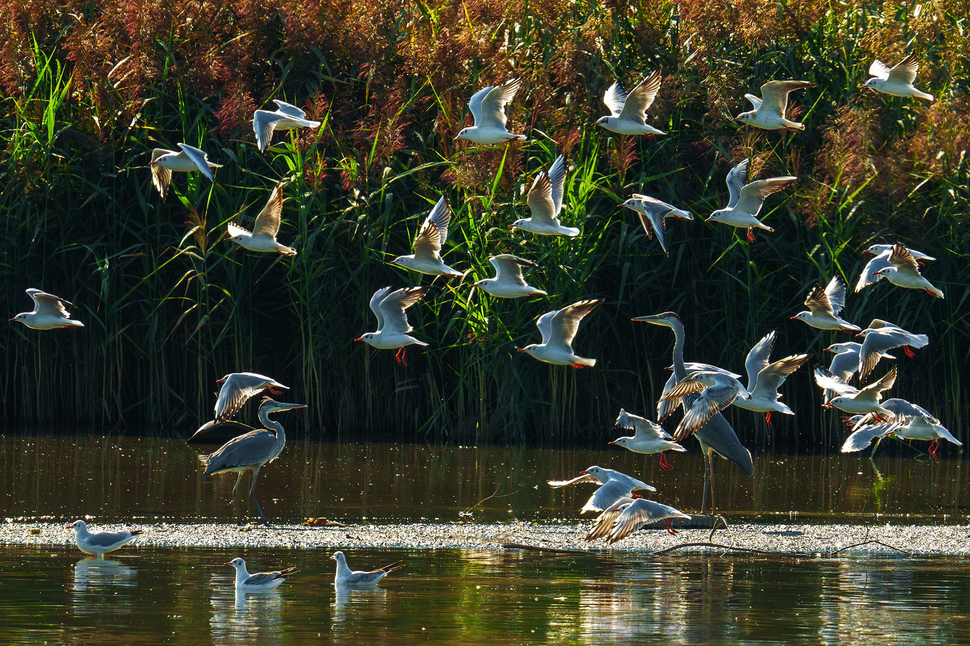 Удивительные мир птиц. Вокруг нас столько прекрасного — присмотритесь!. Ваш личный фотограф Марина Волкова