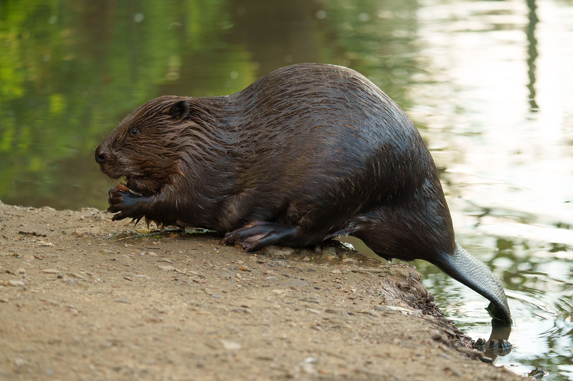 Животные. Ваш личный фотограф Марина Волкова