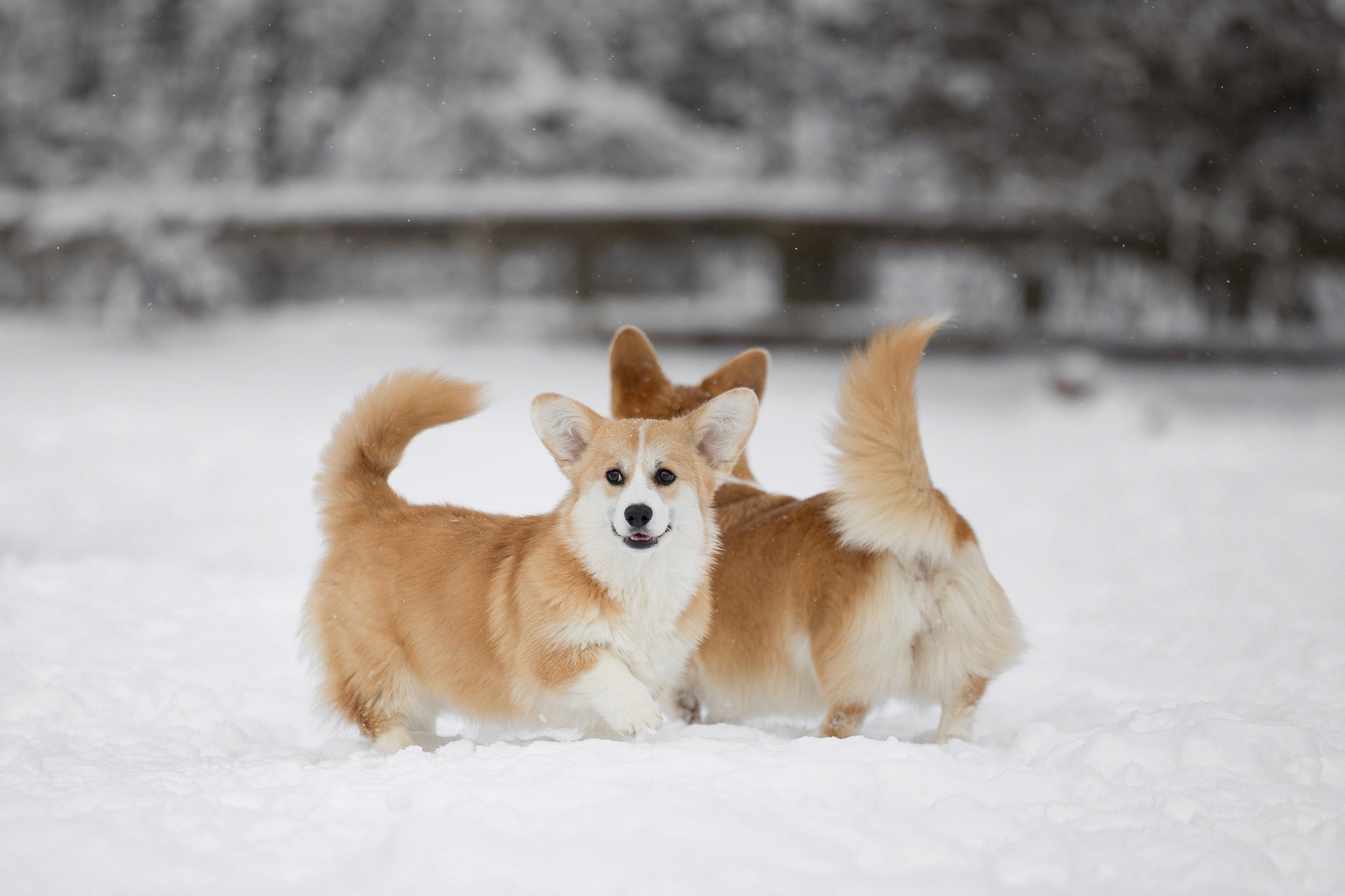 Питомник Mistycor. Мои работы