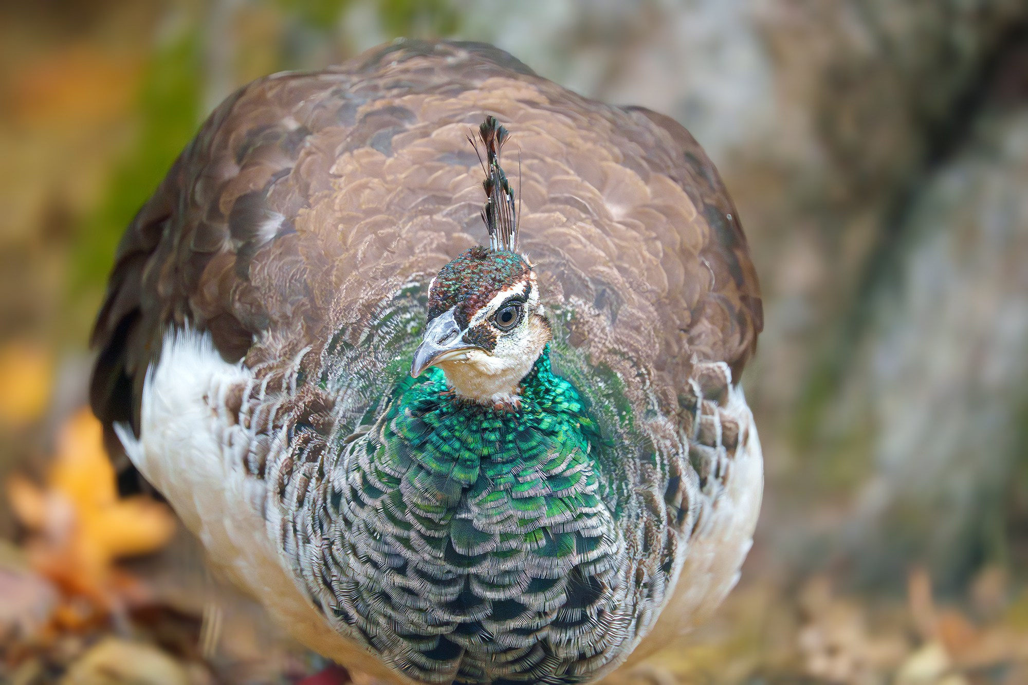 Удивительные мир птиц. Вокруг нас столько прекрасного — присмотритесь!. Ваш личный фотограф Марина Волкова