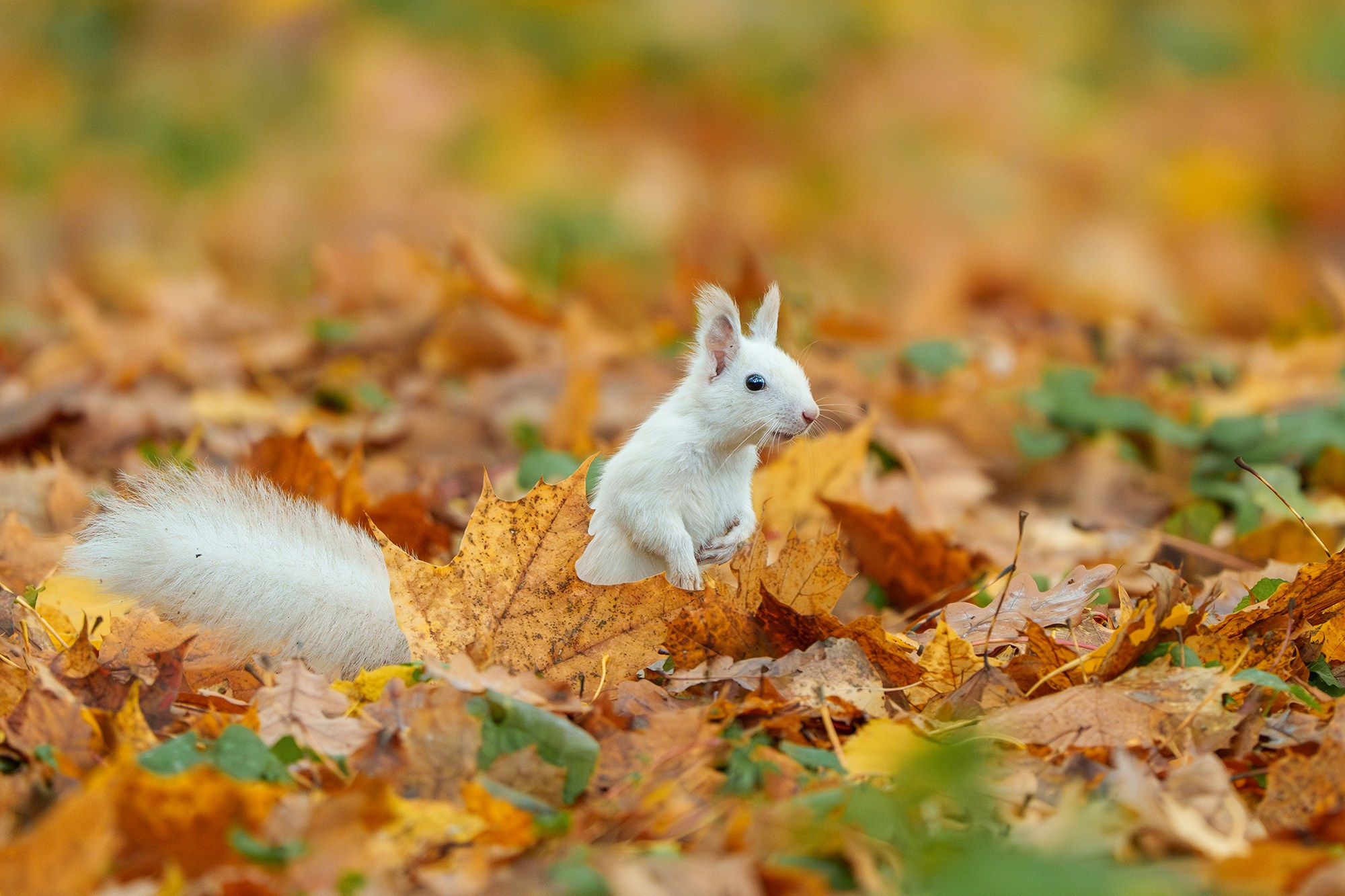 Животные. Ваш личный фотограф Марина Волкова