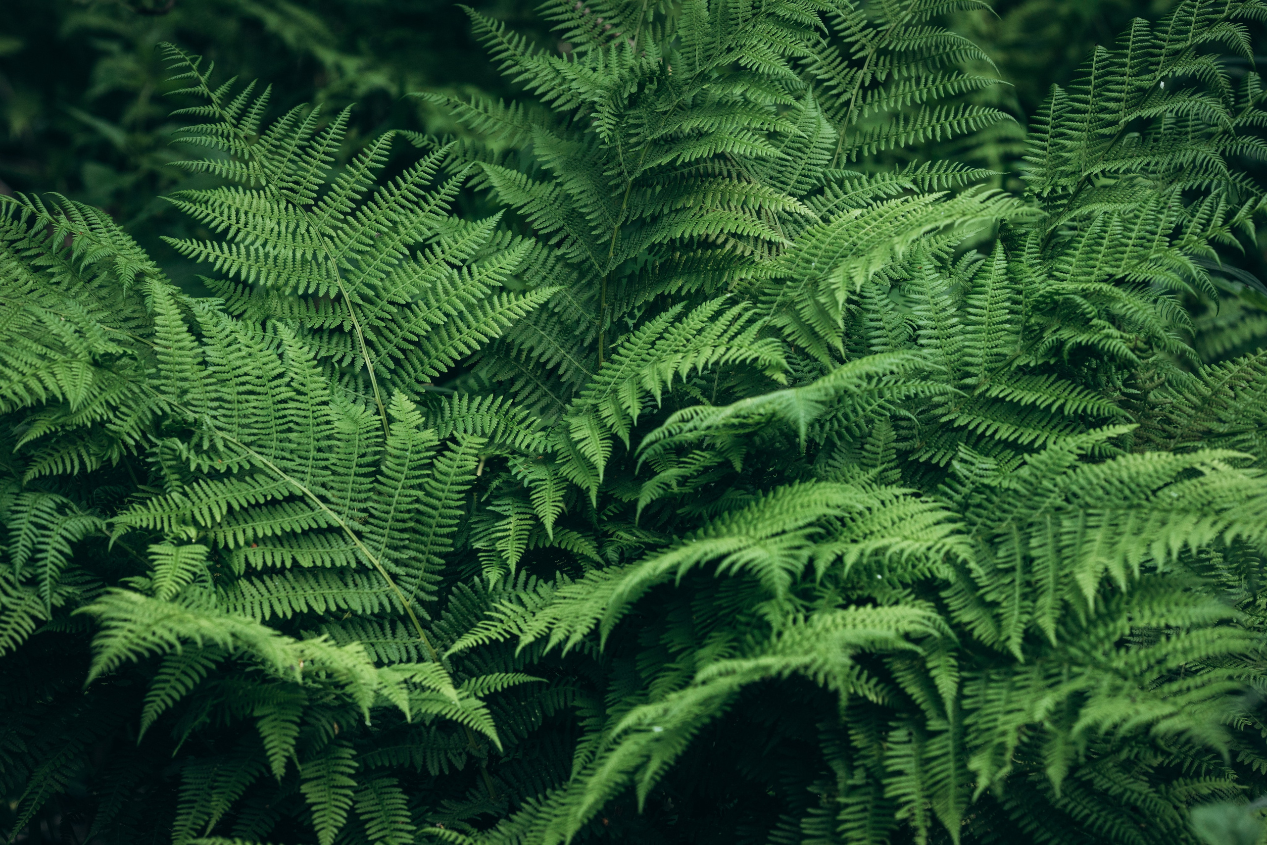 Природные пейзажи. Наталия Клевинскас портретный фотограф в Костроме