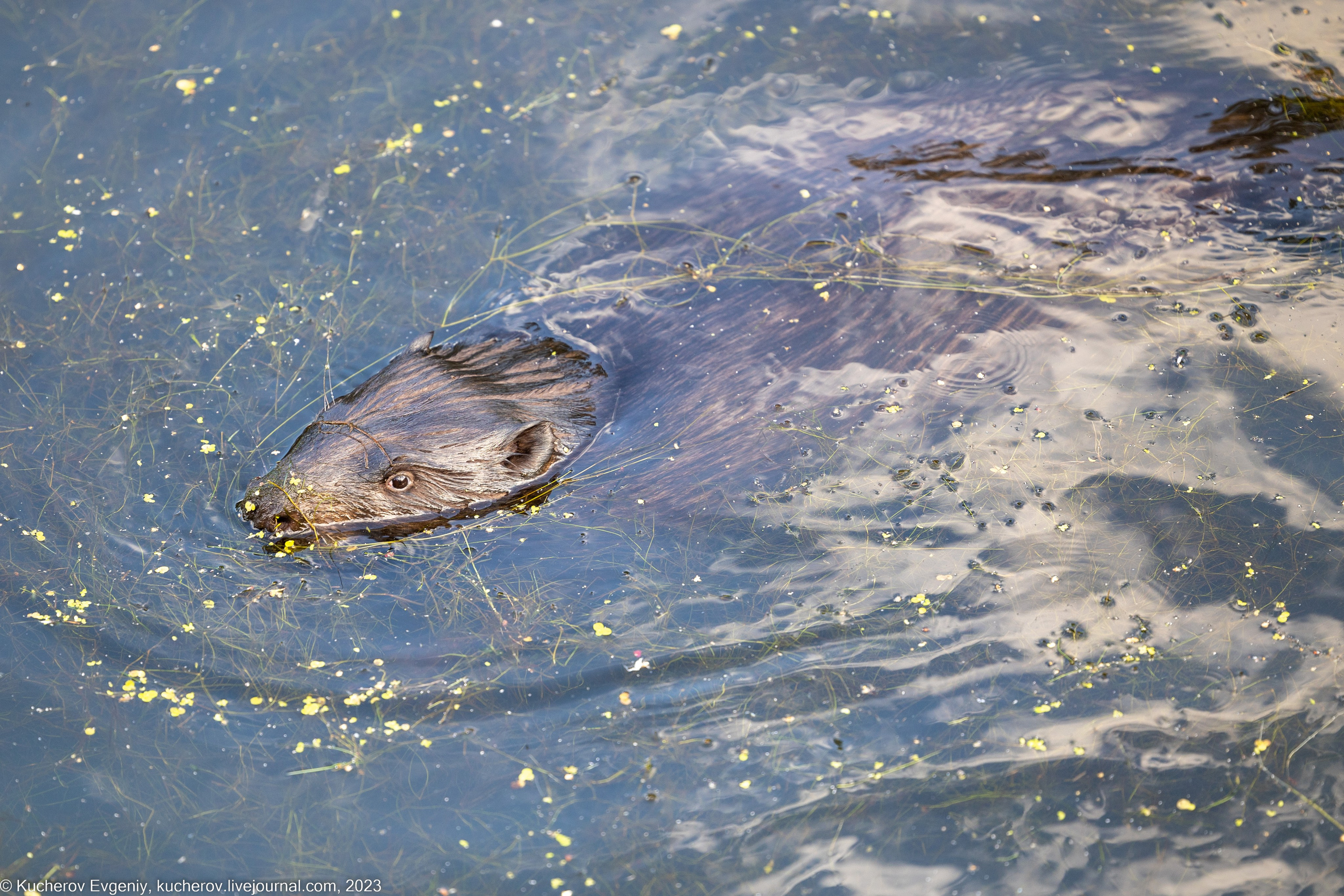 Животные. Кучеров Евгений. Фотограф