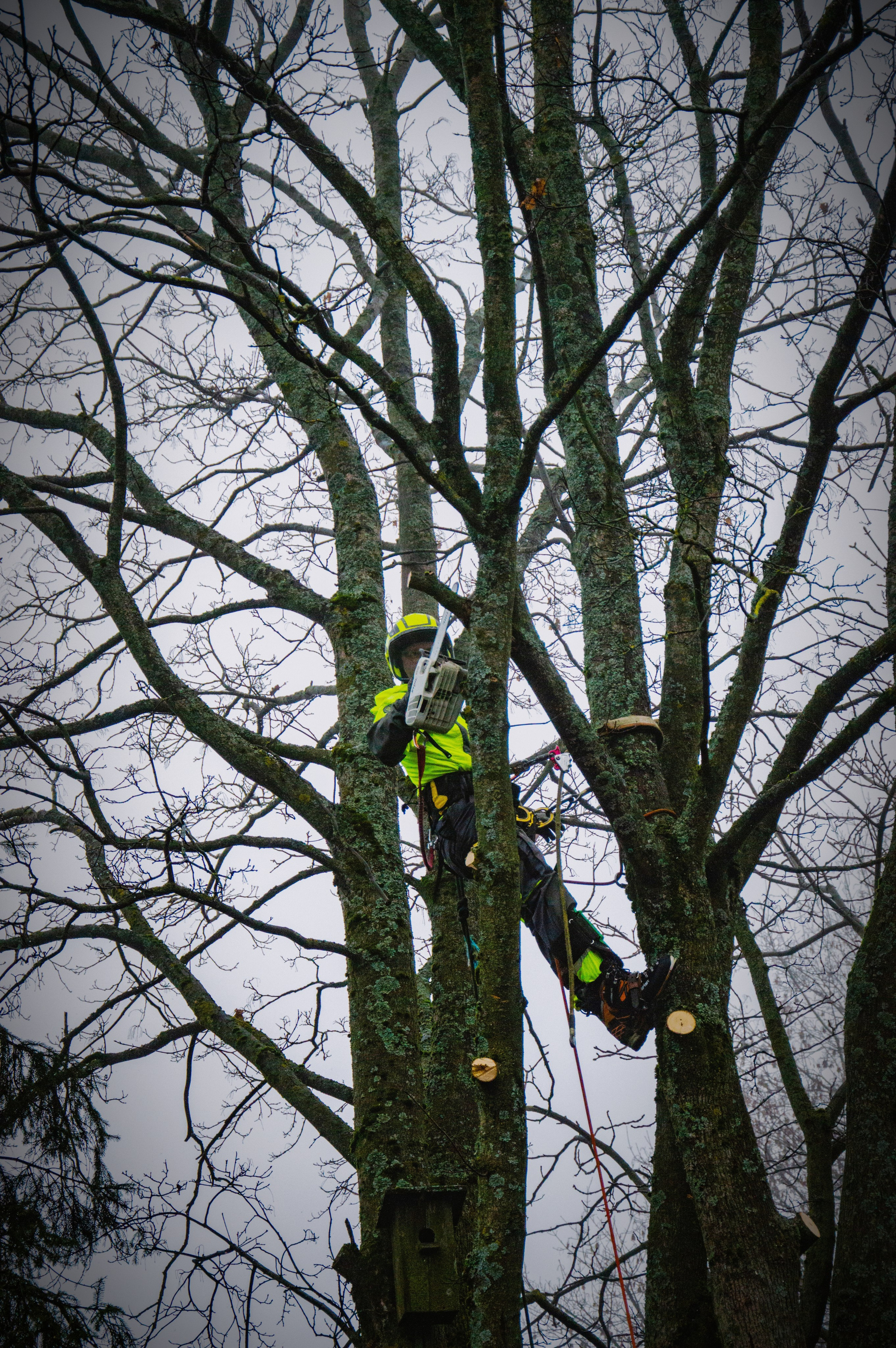 Спил деревьев. Аrbori Culturist