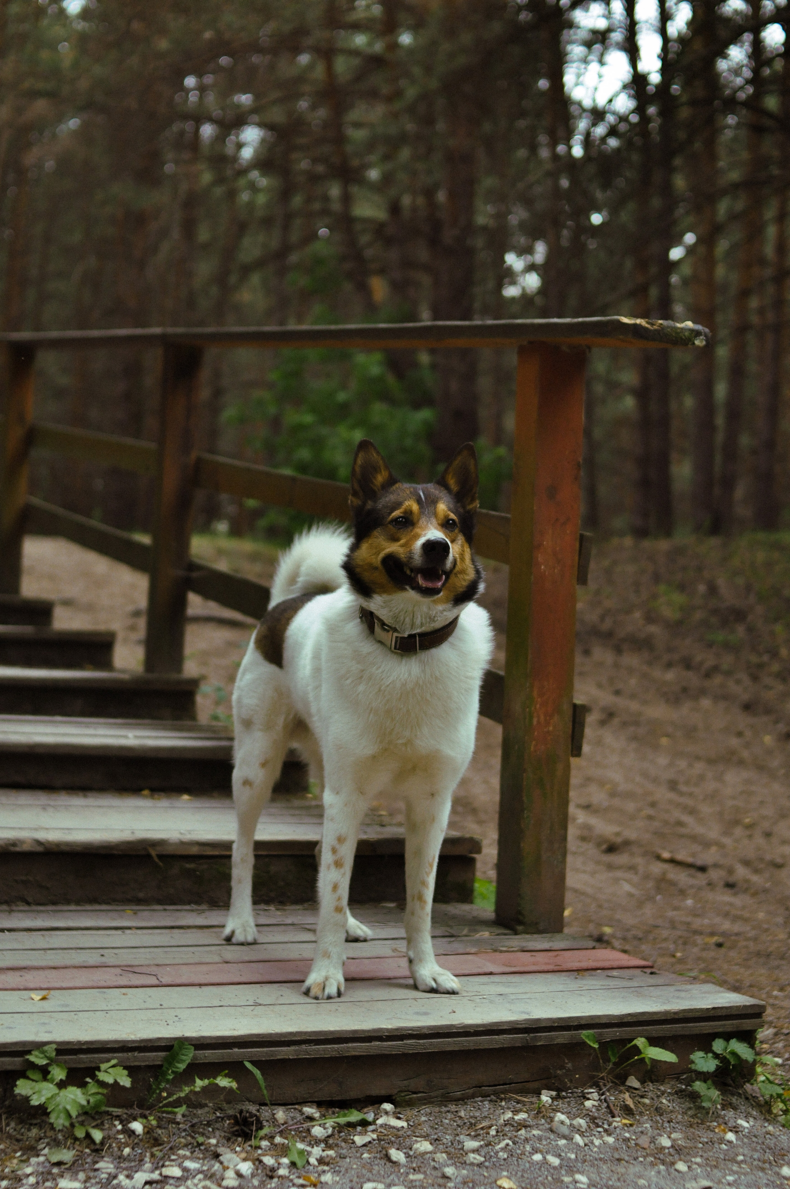 Серебряный бор. Искусство фотографии. Фотограф | продюсер из Москвы — Лизочек