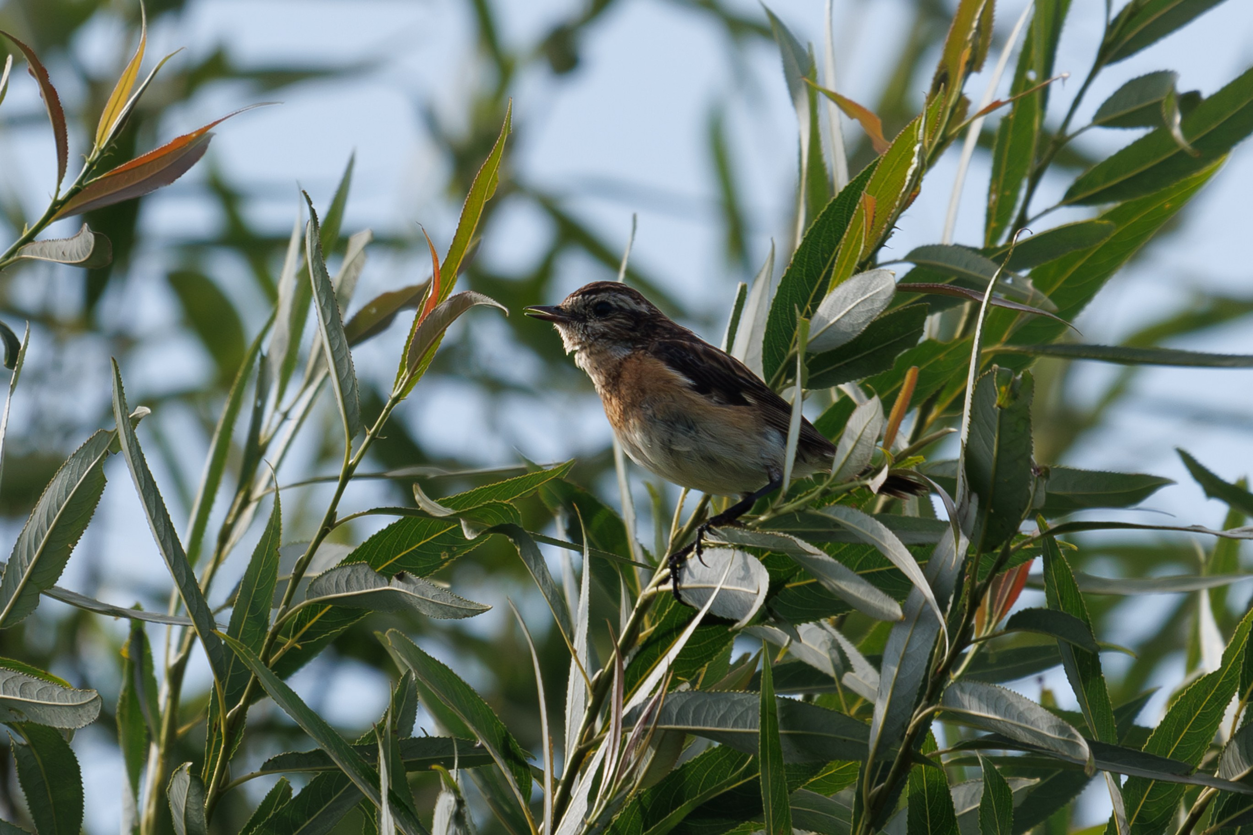 Птицы Москворецкого пойменного заказника. Птицы парков г. Люберцы