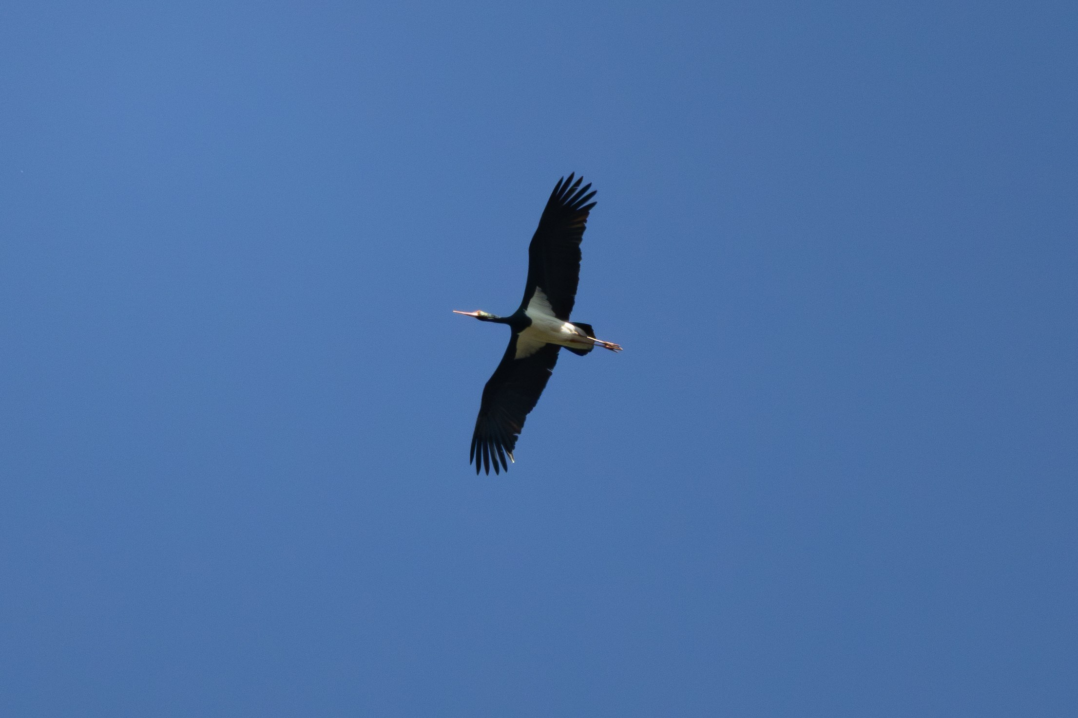 Птицы СНТ «Подлесье». Птицы парков г. Люберцы
