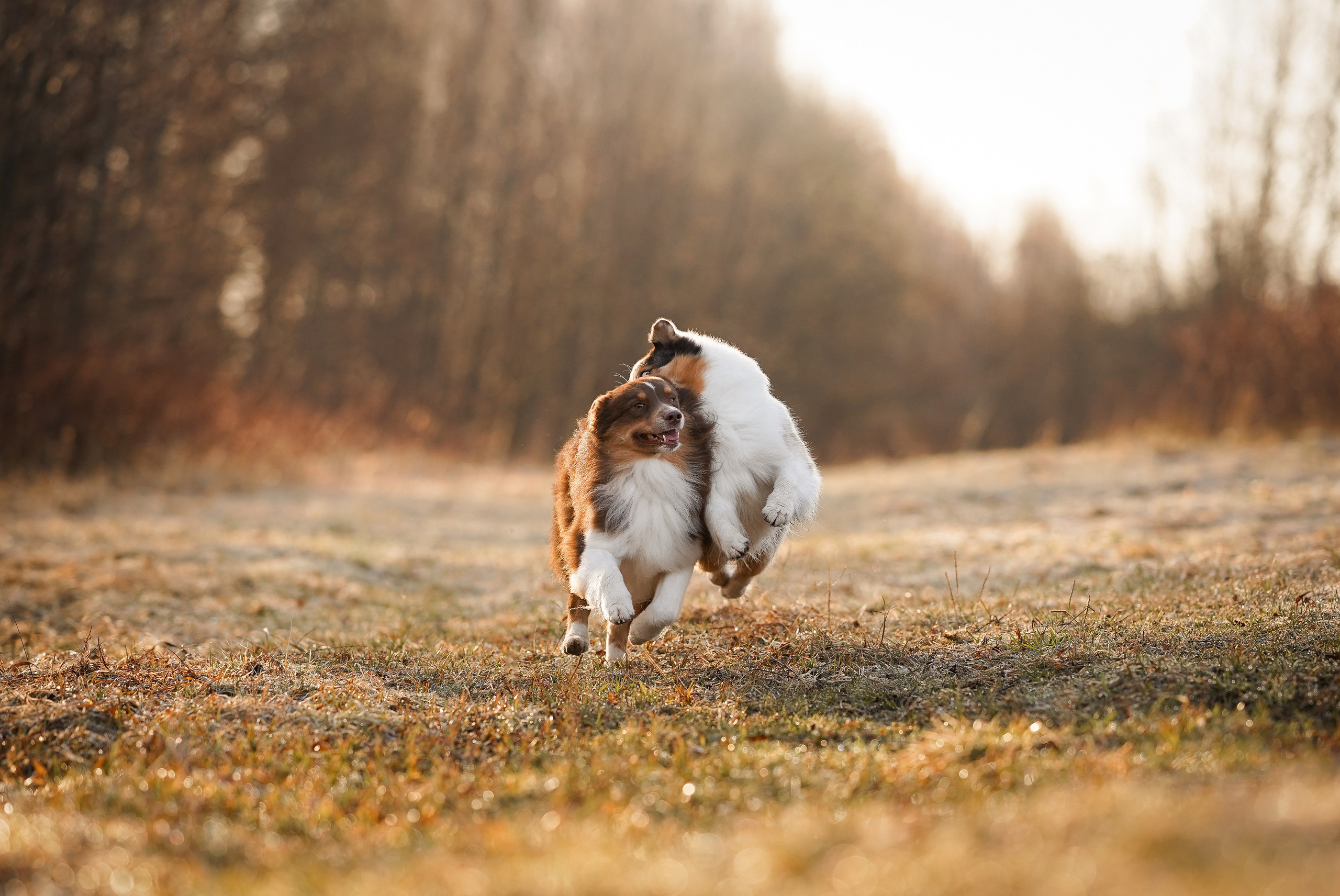 Кристина Рокки и Валькирия. Фотограф-анималист в Санкт-Петербурге Яна Мартынова