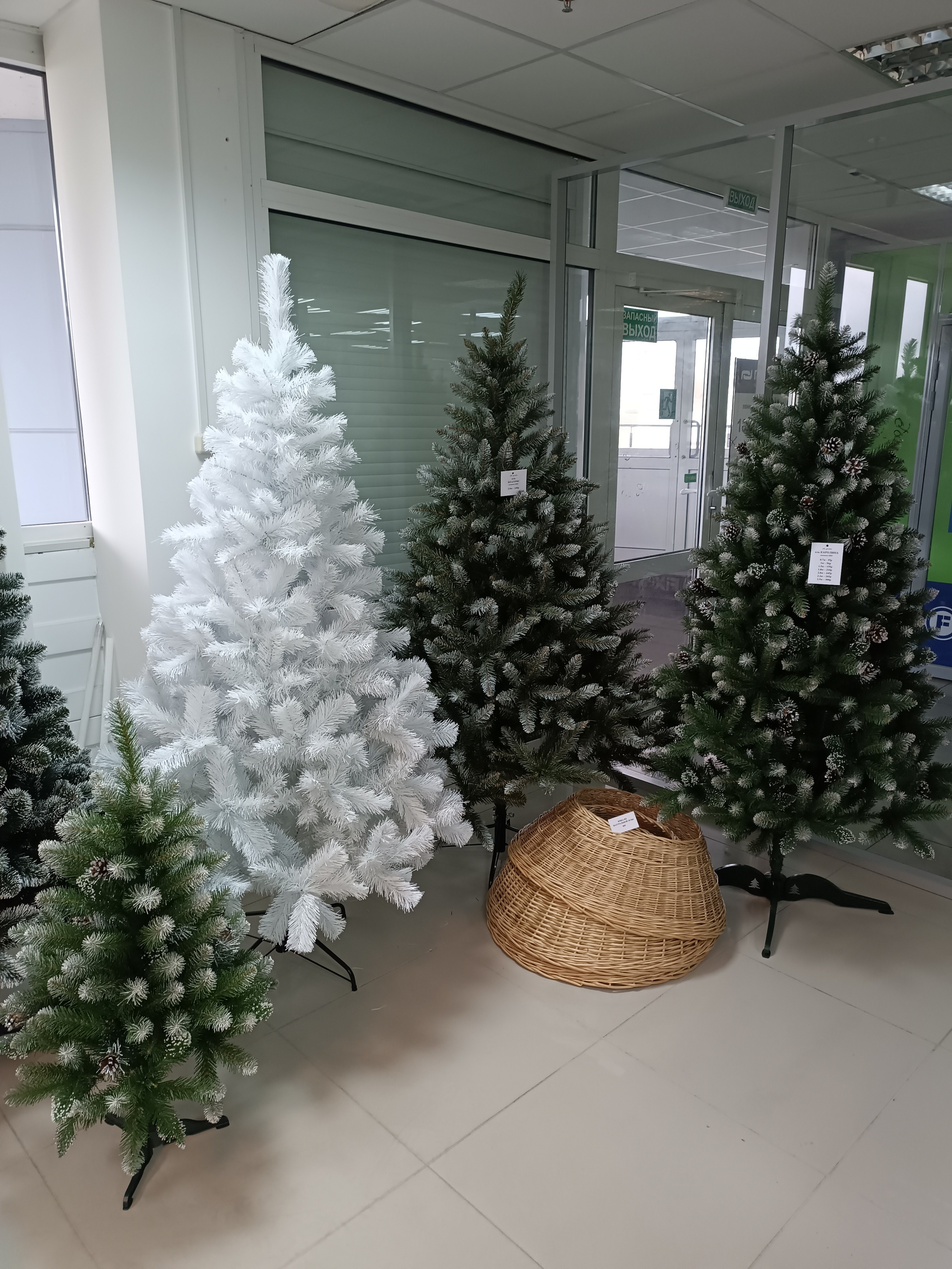 ИЗАБЕЛЬ. Elki_grodno