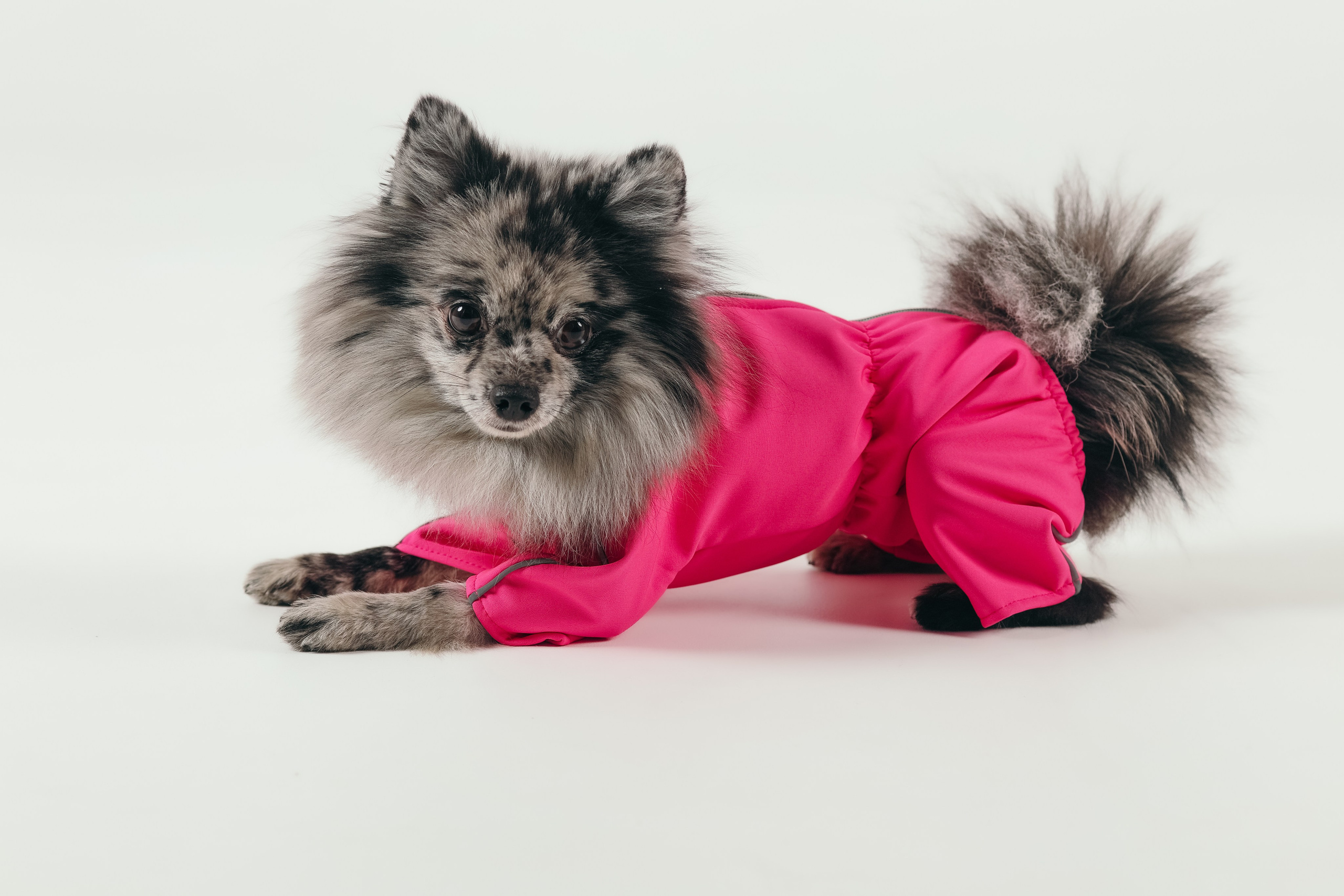 Для брендов. Фотограф- анималист Санкт-Петербург