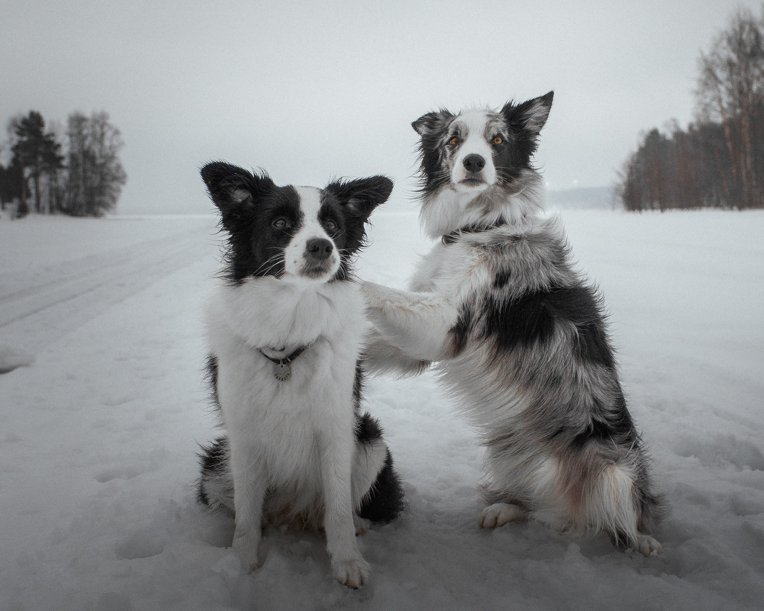 Токсово. Фотограф анималист Никита Натальный