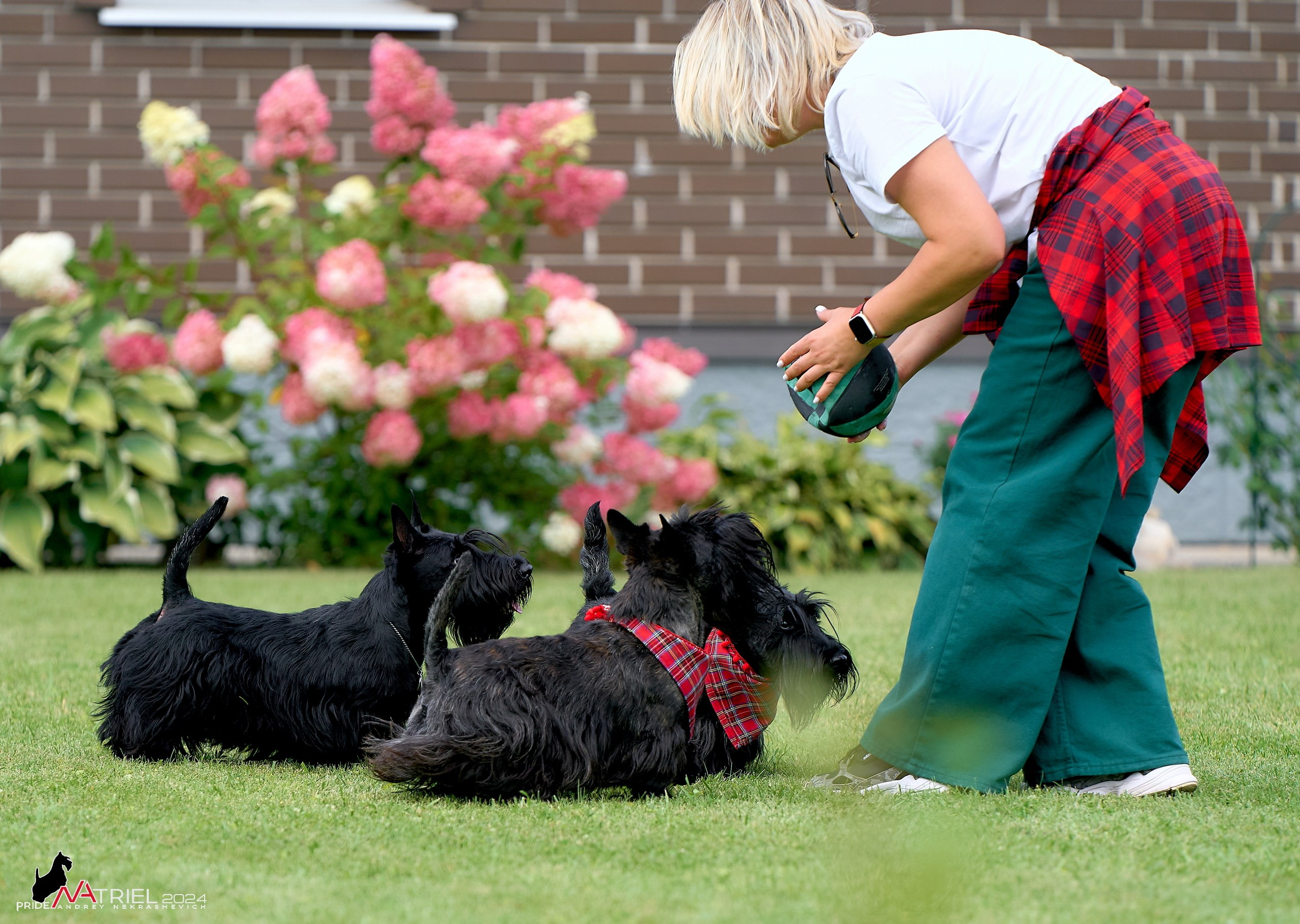 Скотчесемья «ИмпериалИти»