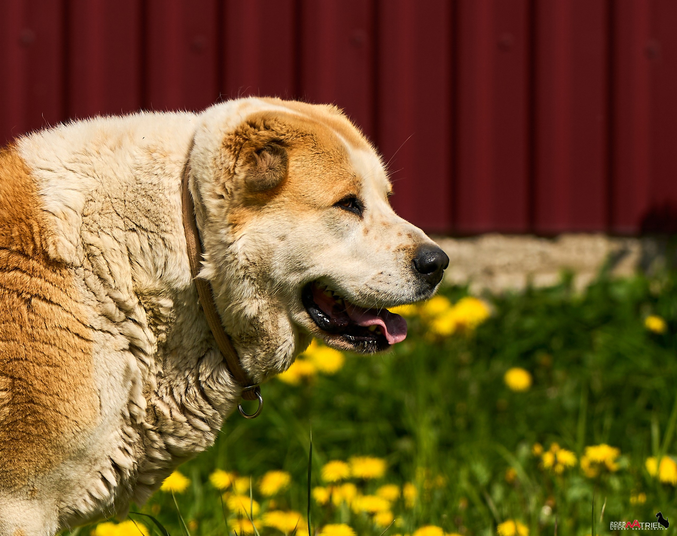Съемка в питомнике