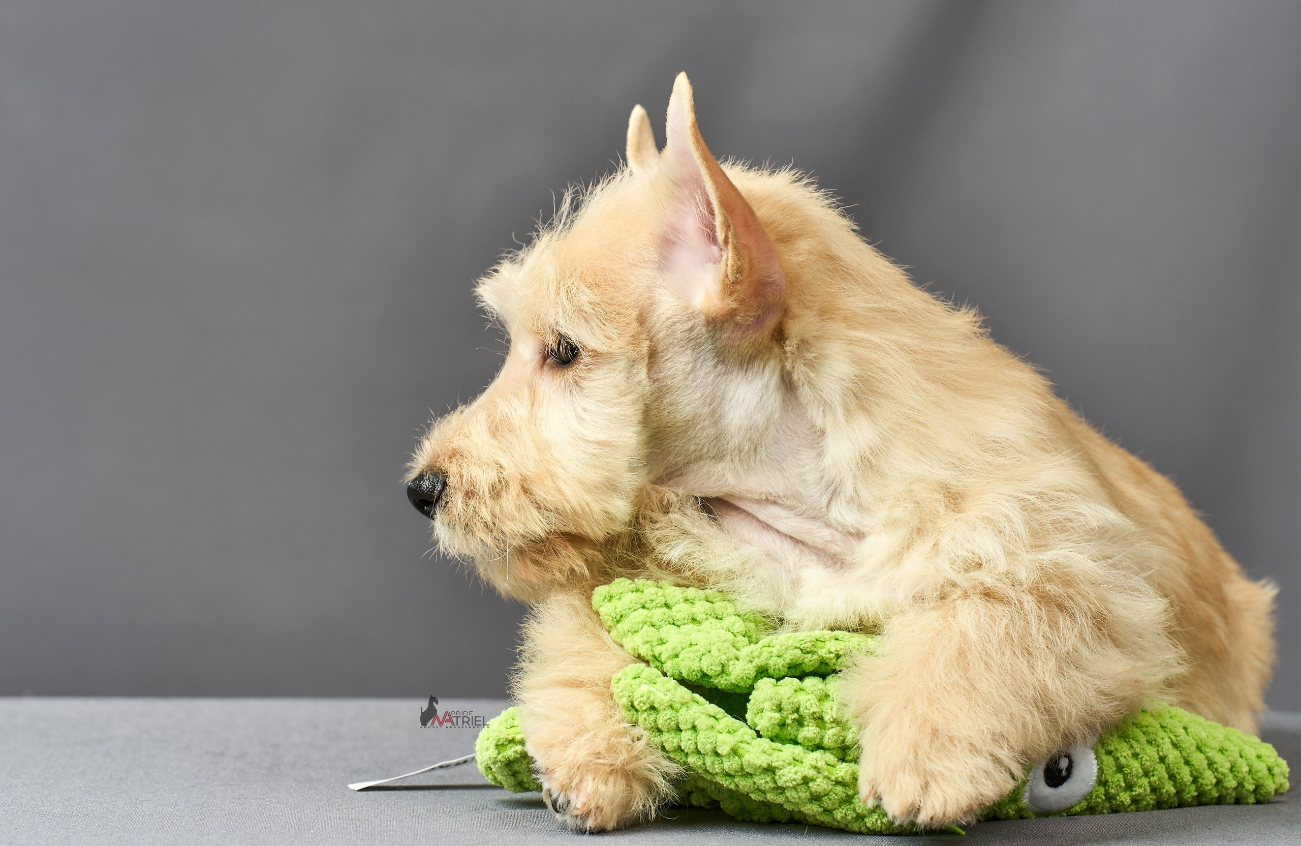 Съемка щенков скотч-терьеров