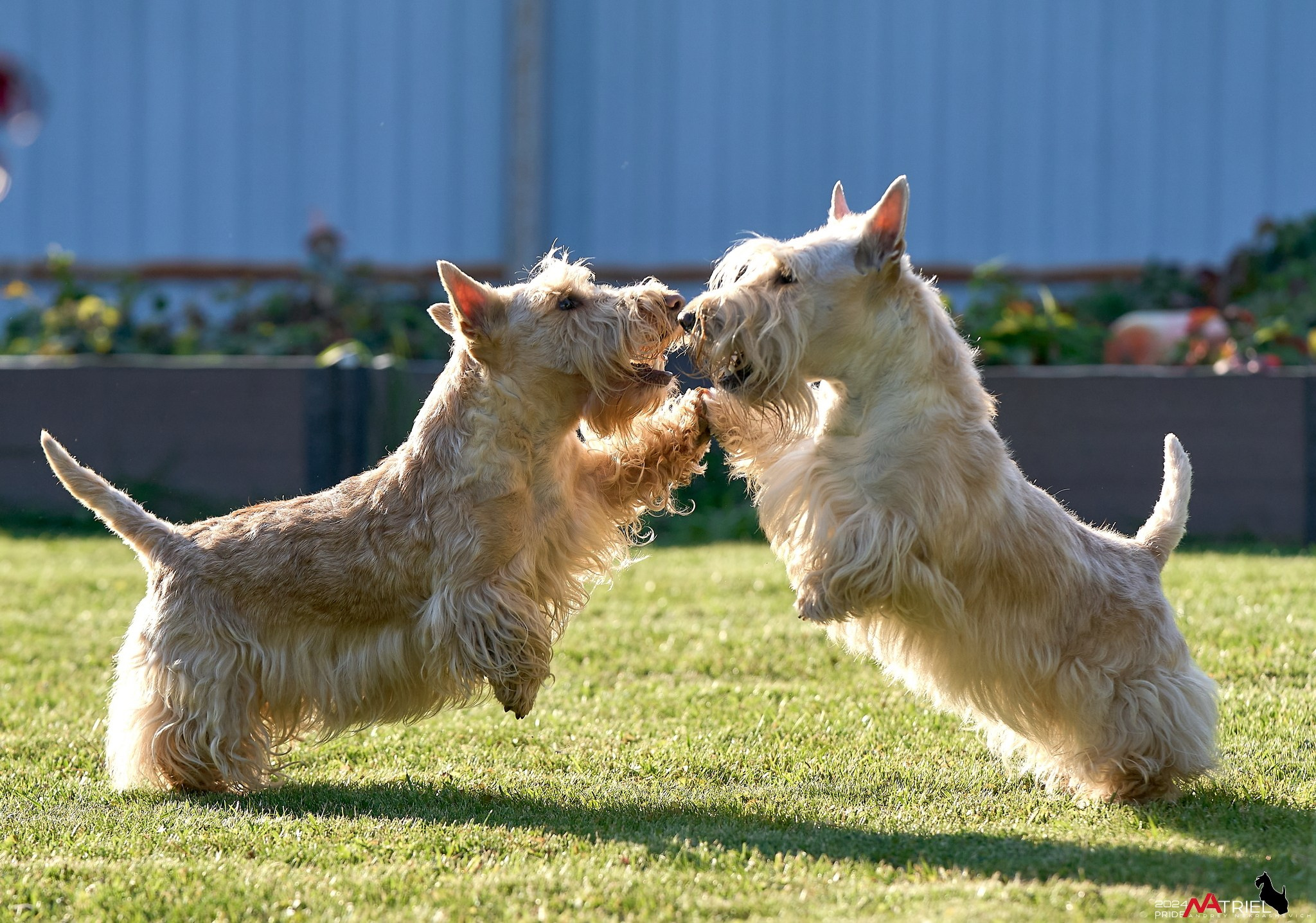 Репортаж со встречи питомника