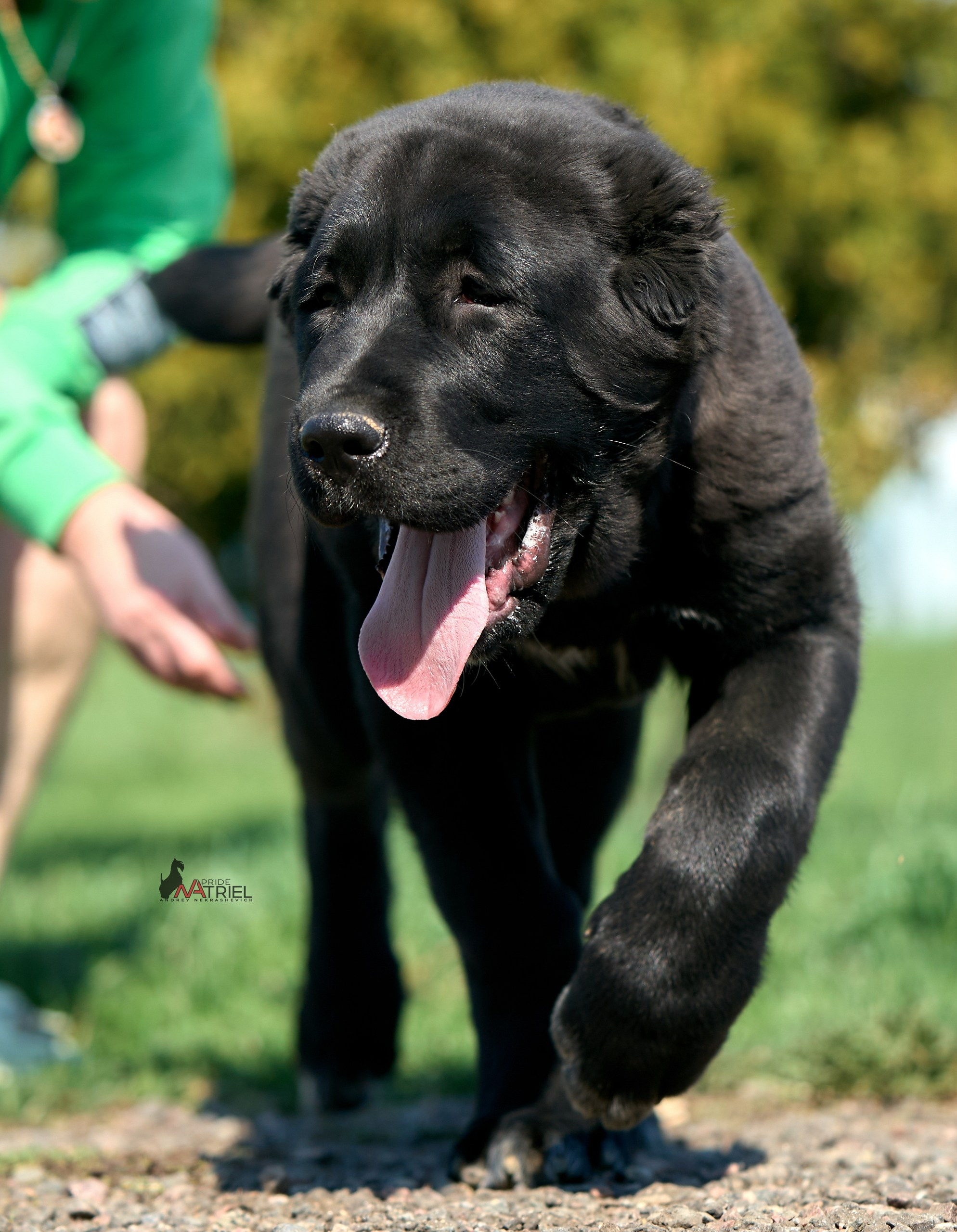 Среднеазиаты — щенки и взрослые