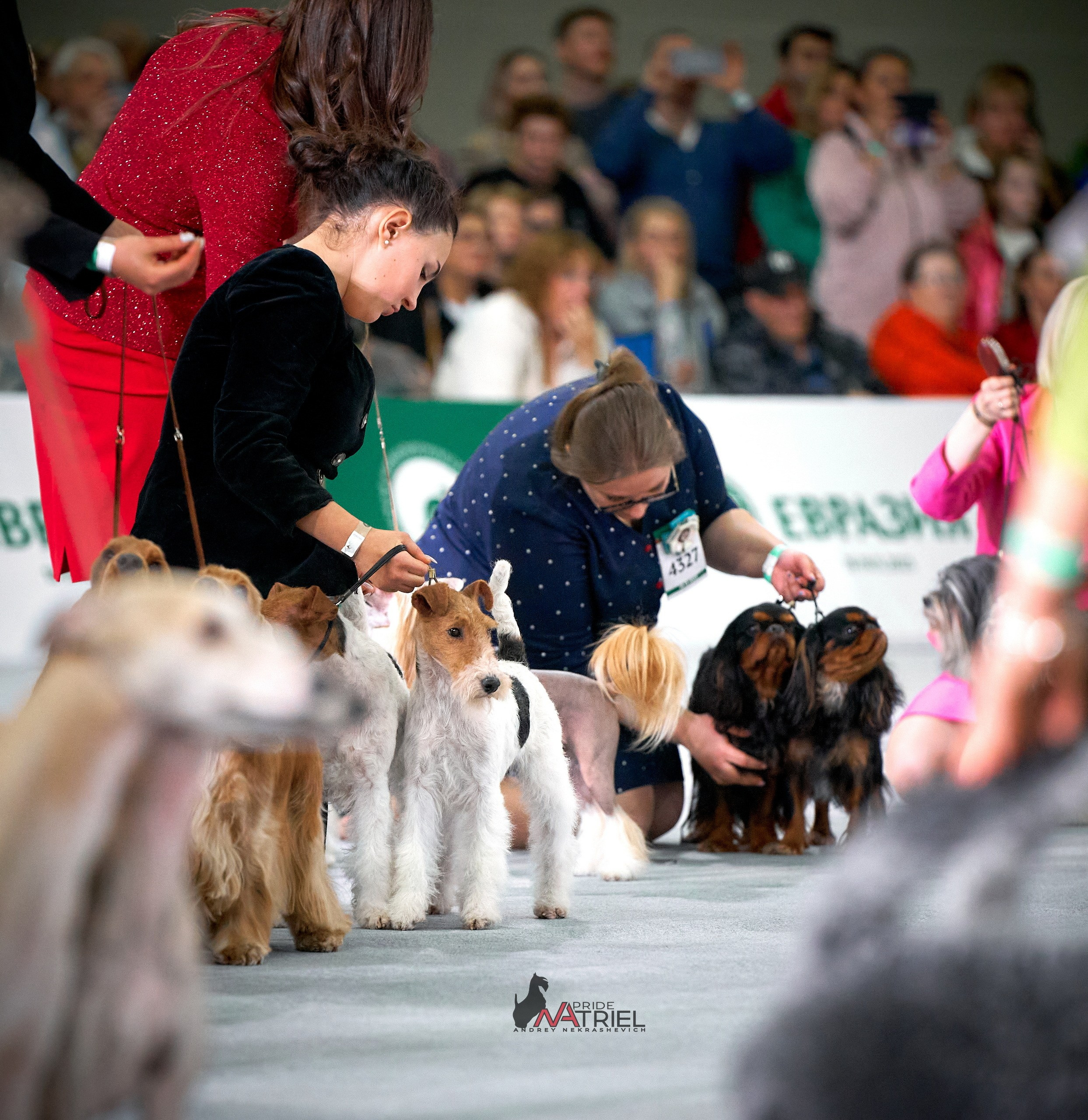 Работа в рингах — галерея NATRIEL