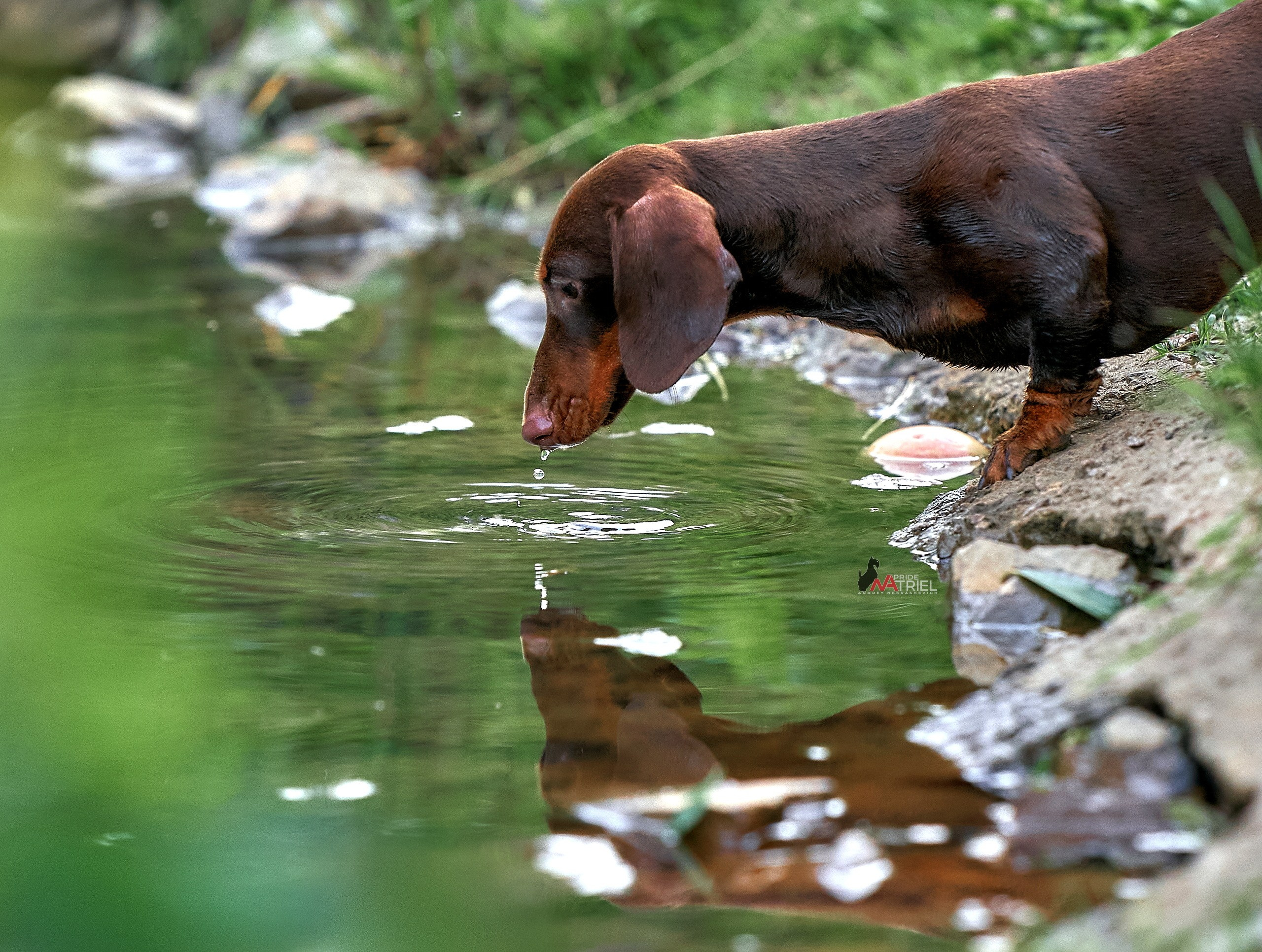 Портреты собак — галерея NATRIEL