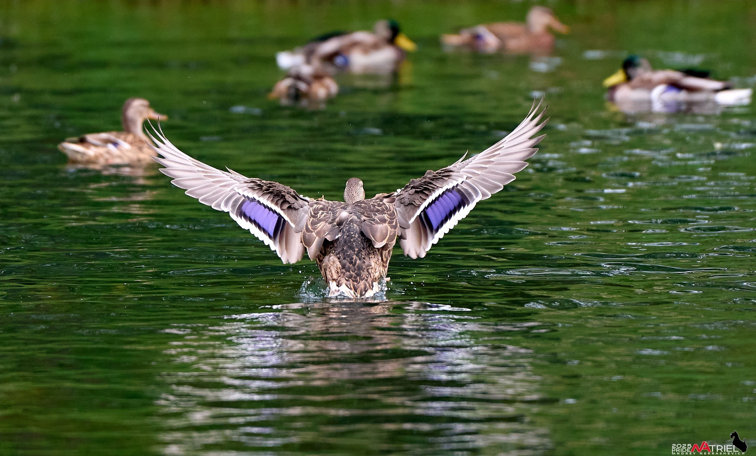 Утки на пруду